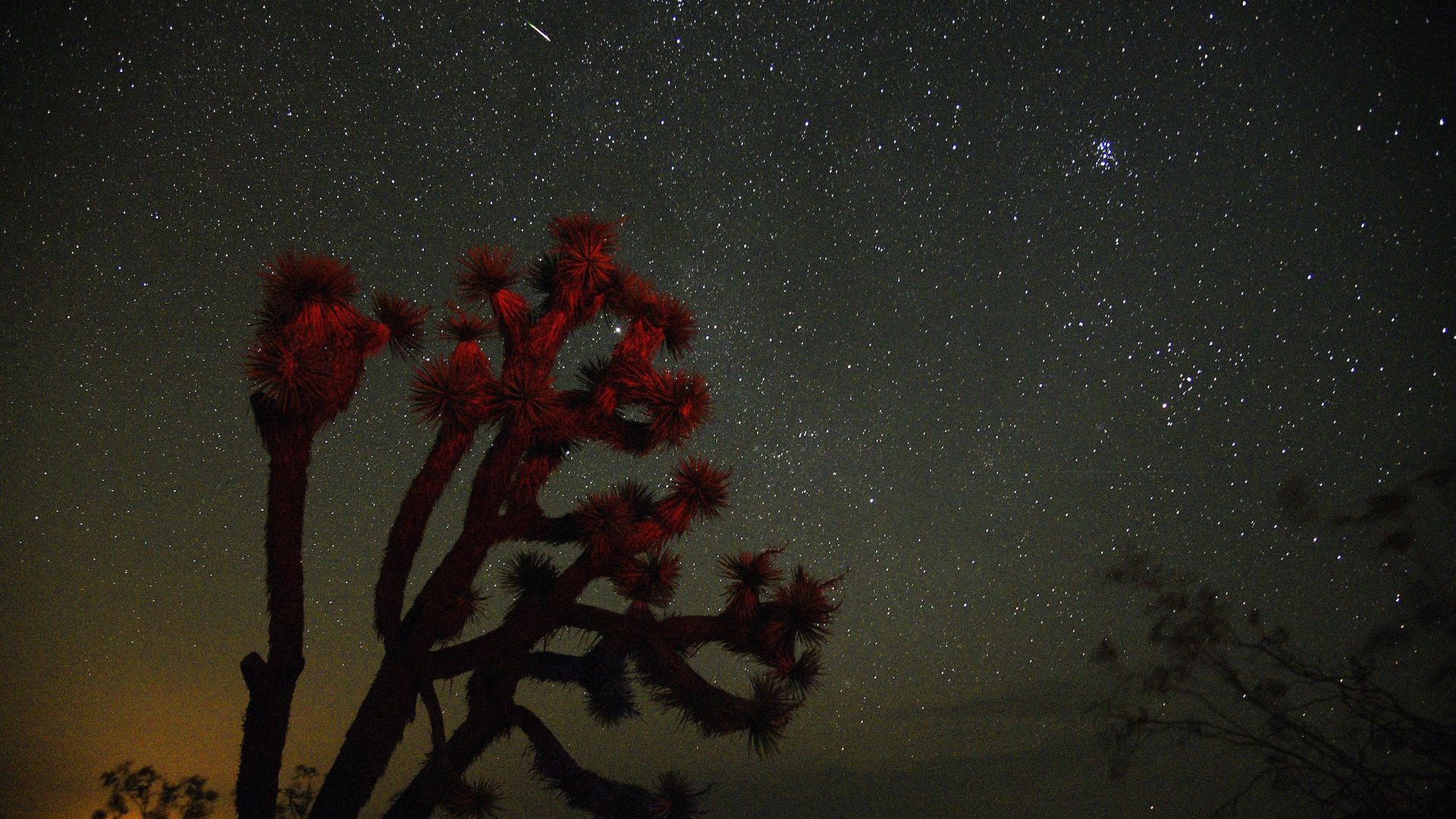 A Perseid meteor streaks through the sky at night above a tree