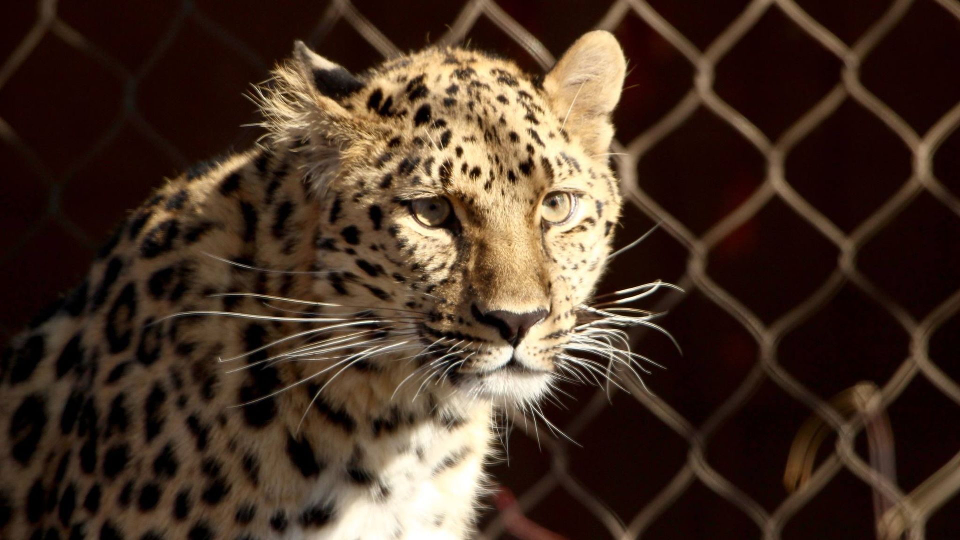 When Hogle Zoo's leopard escaped An anniversary Axios Salt Lake City