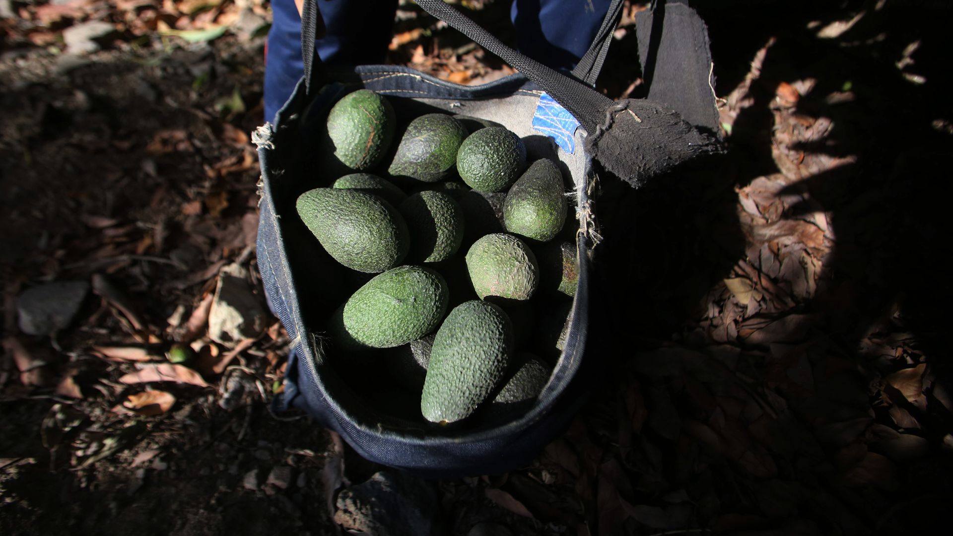 Avocados