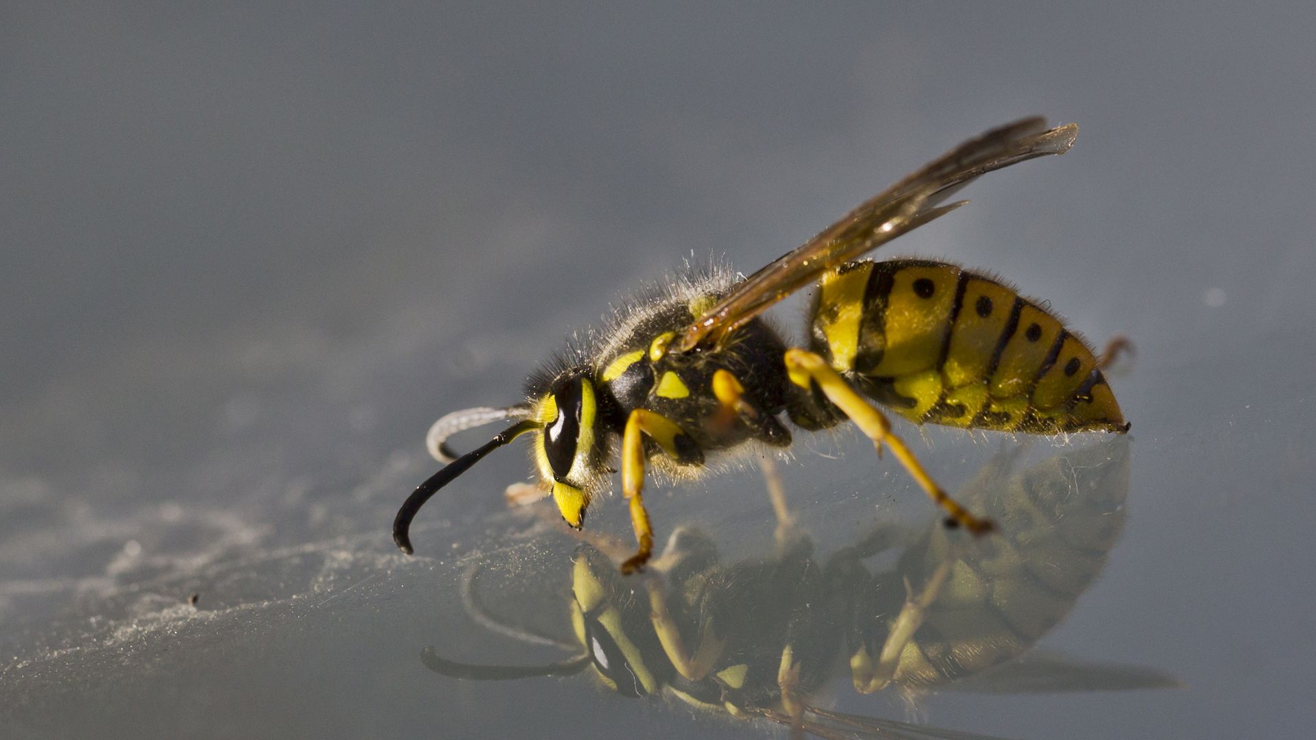 A yellow jacket