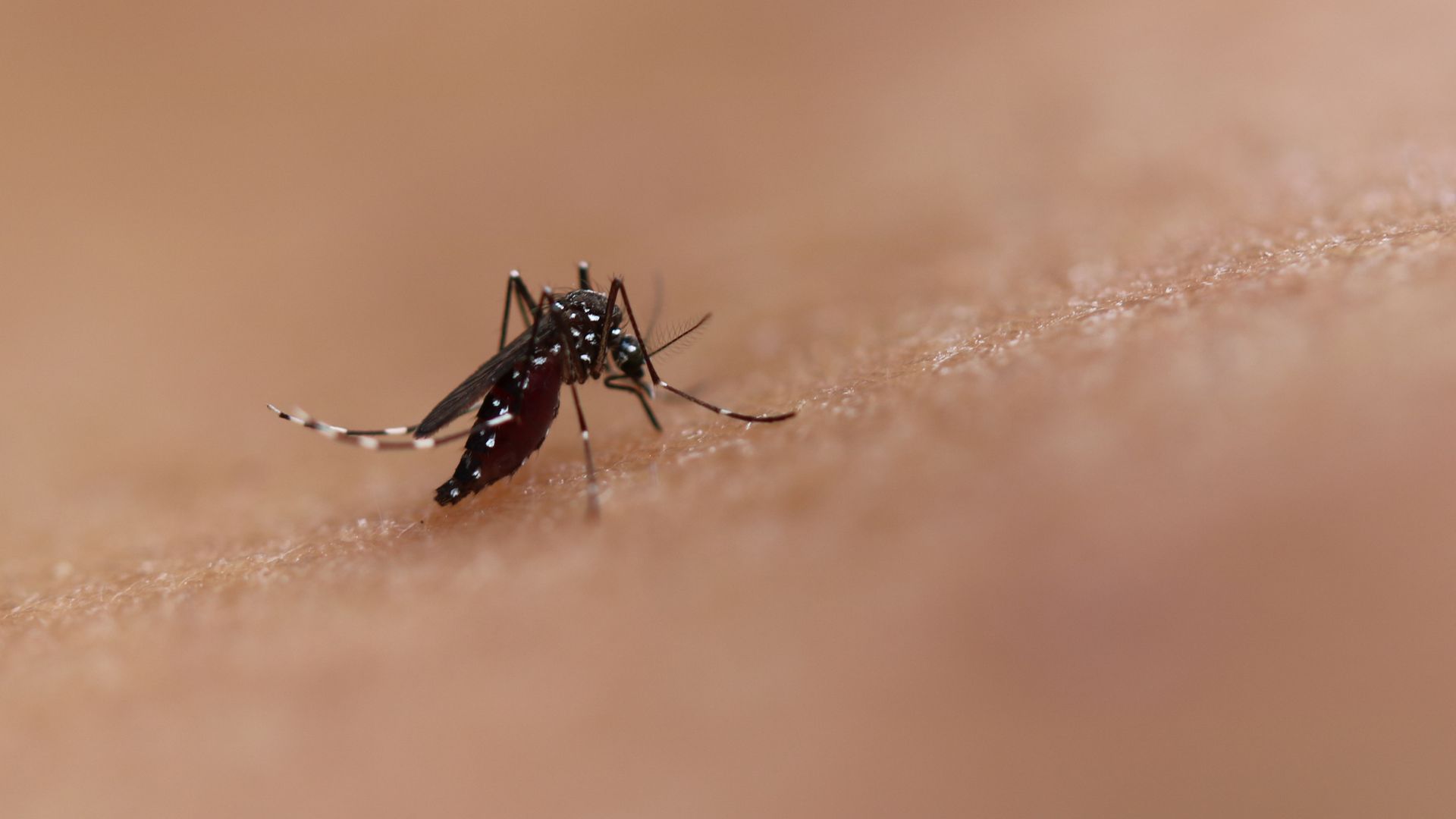 Mosquito on human skin.