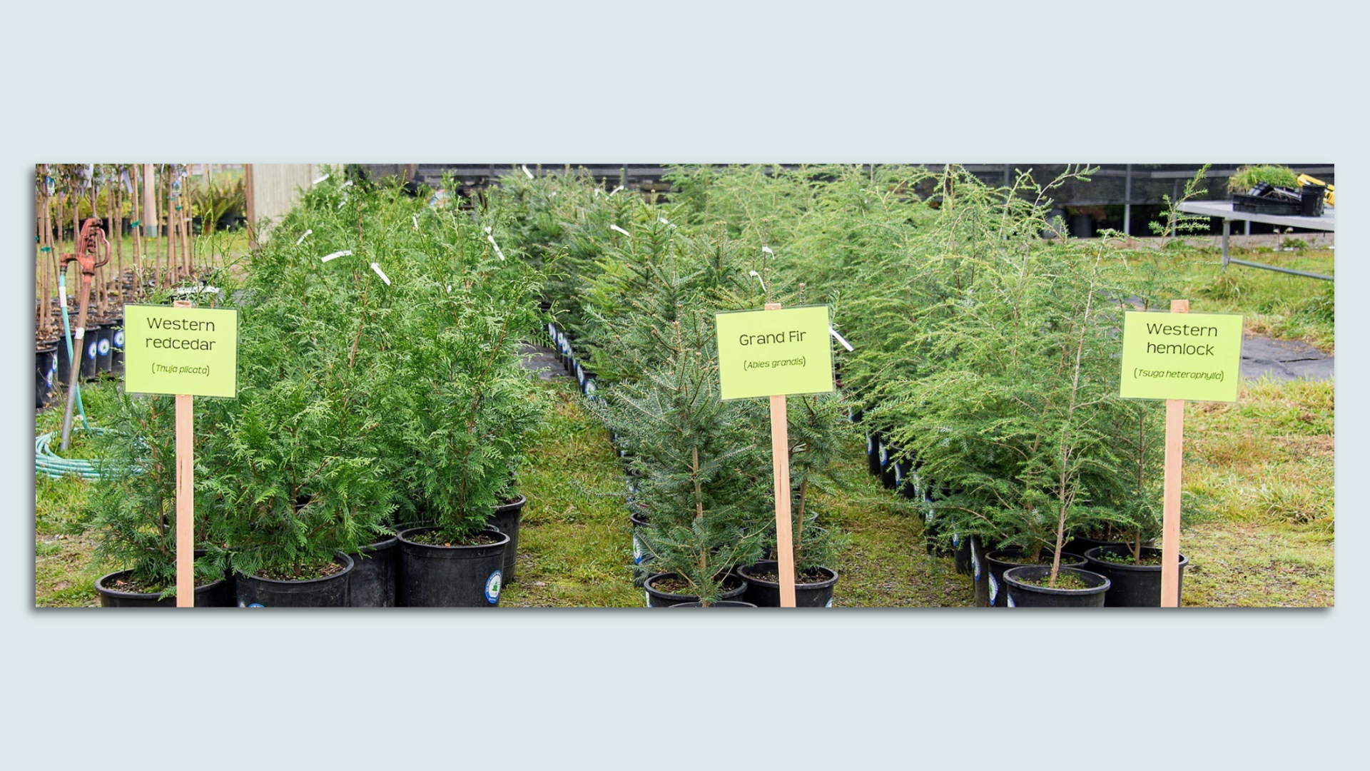 A photo of three types of baby trees in small pots with signs identifying each, in rows. Photo is mounted on a light blue background
