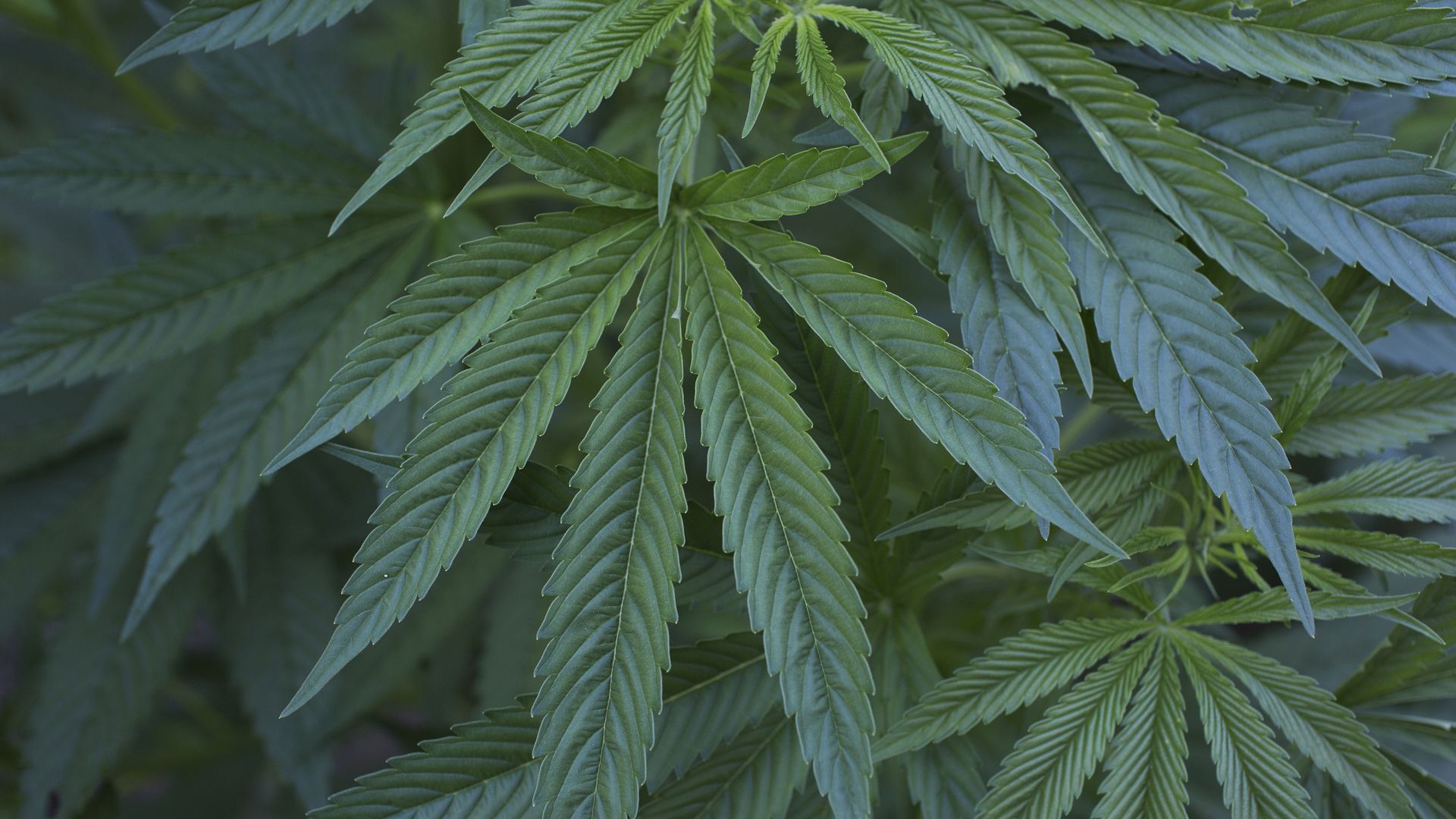Marijuana plant.