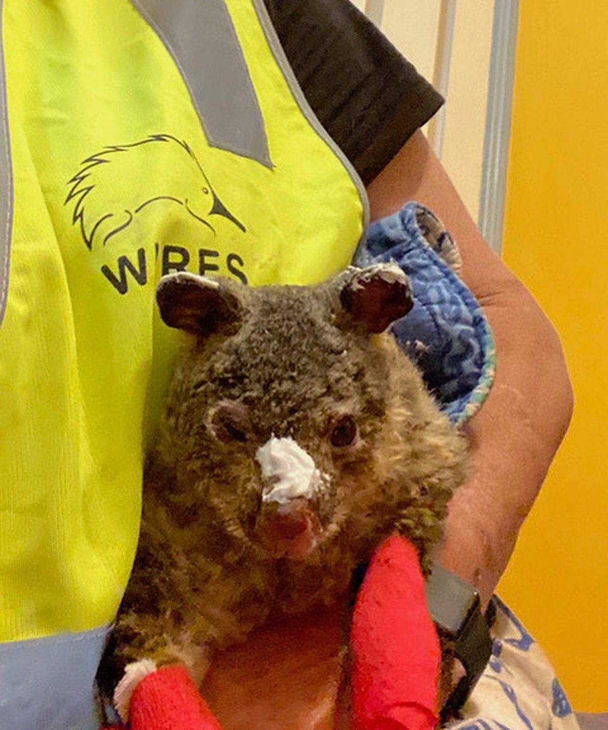  Brushtail possum rescued from Blue Mountains bushfires 