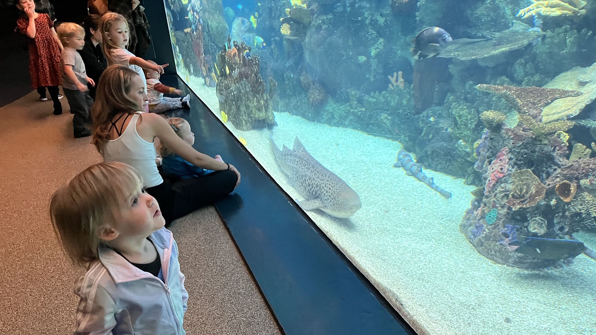 A child watches a fish tank at the Minnesota Zoo.