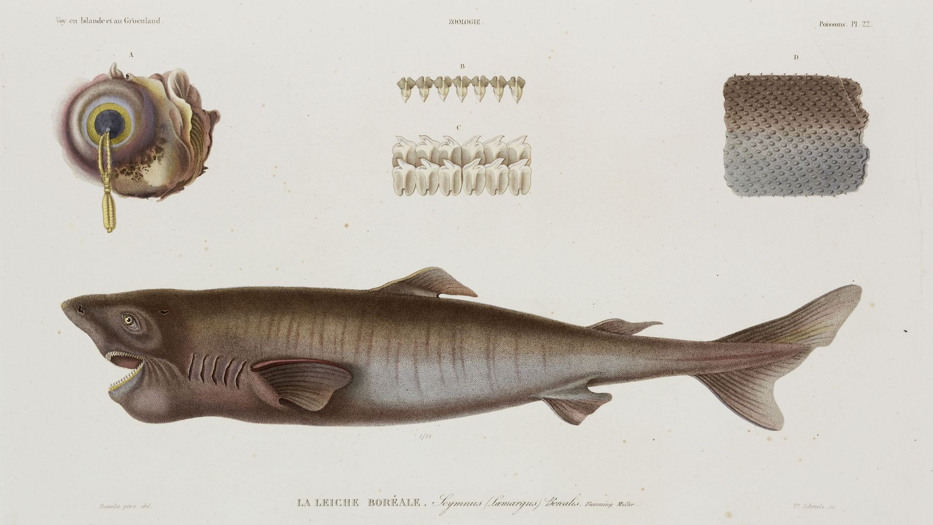 A drawing of a sleeper shark.