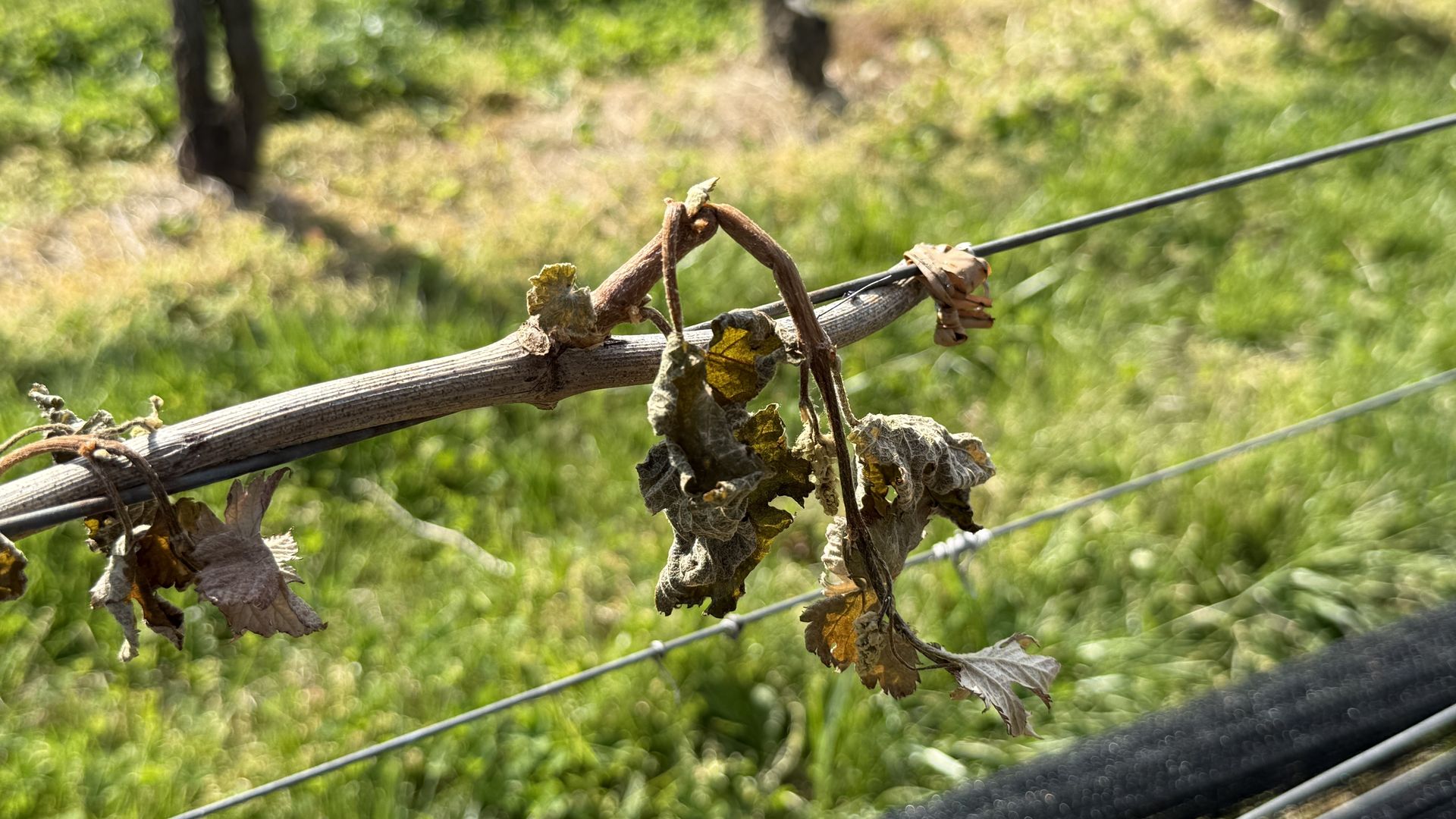 Close-up of a dried vine twisted around a metal wire fence, with brown withered leaves. A sunlit green field is blurred in the background.
