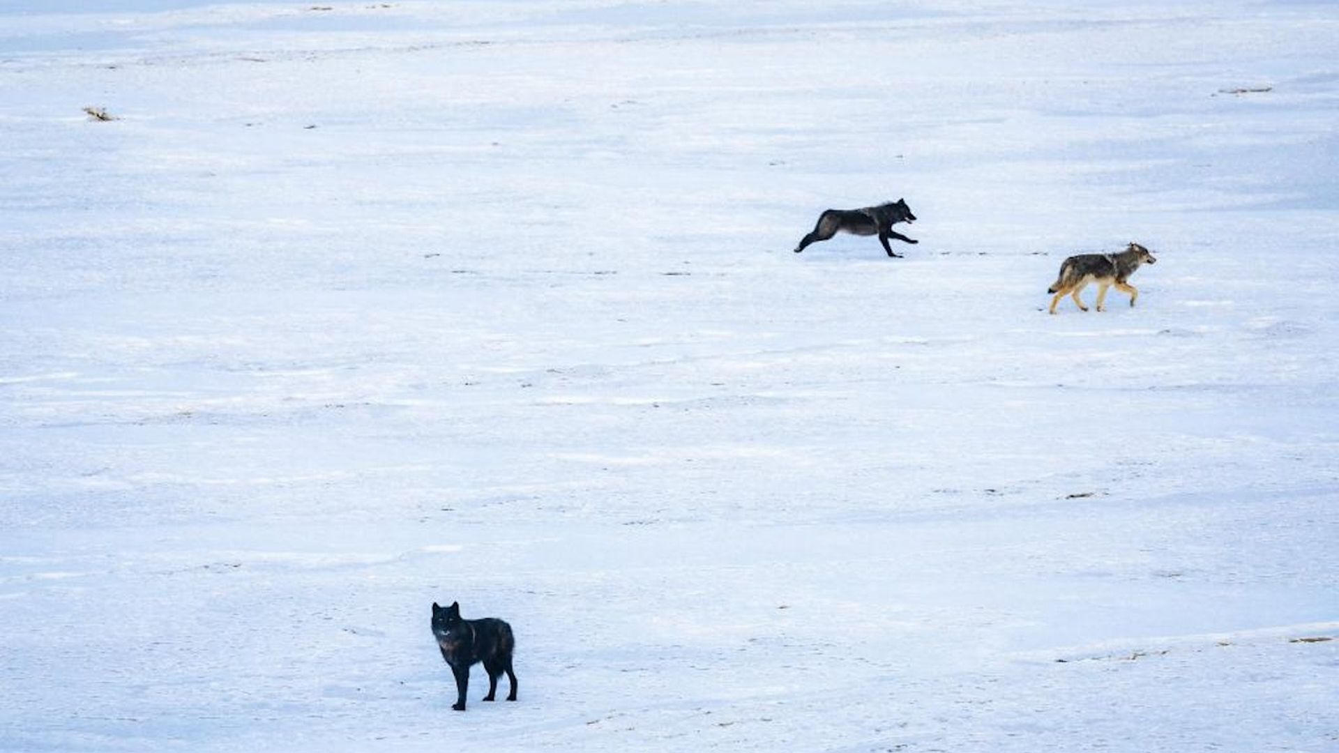 Wolves in the wild in Colorado. Photo courtesy of Colorado Parks and Wildlife