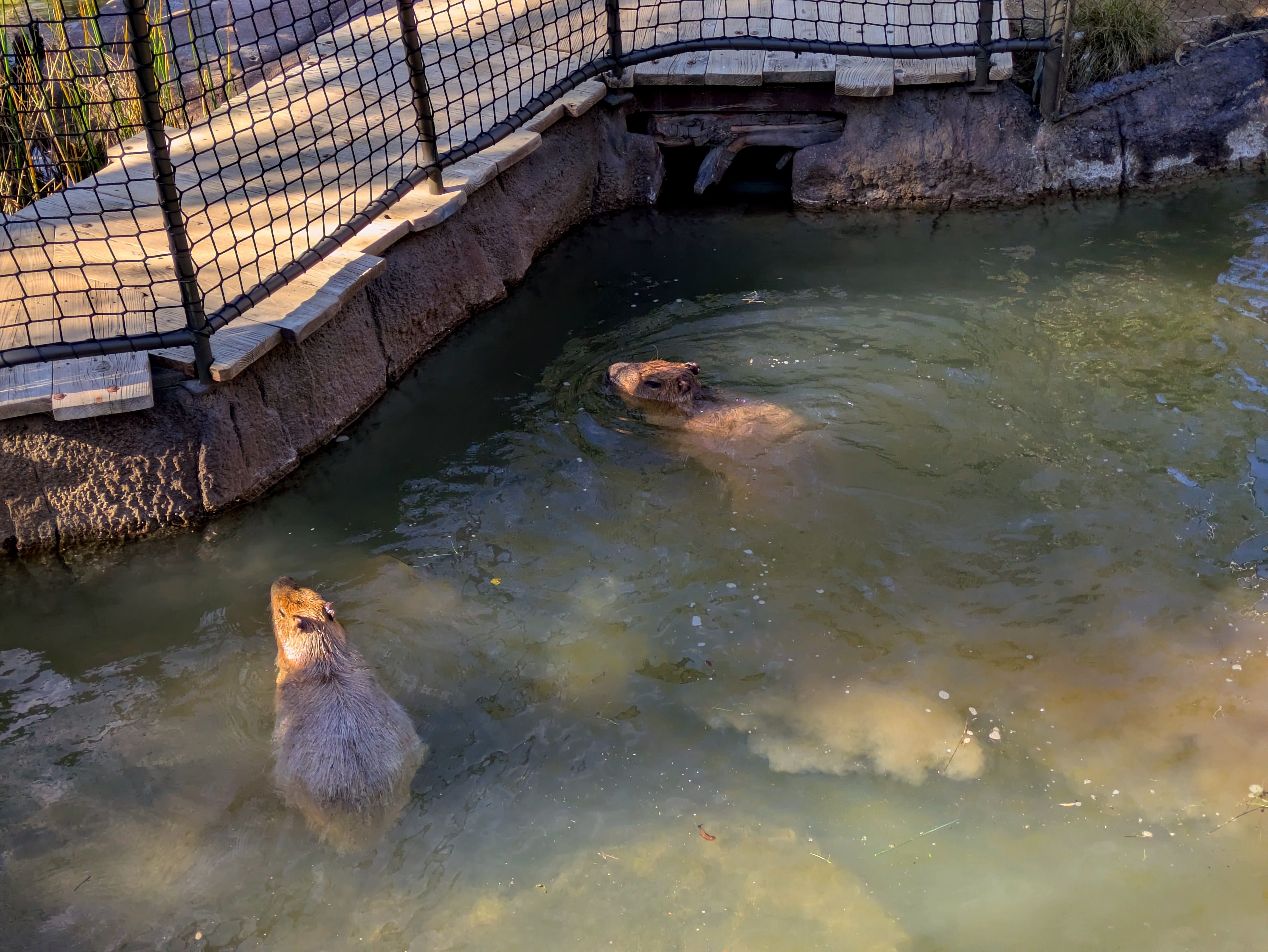 Two capybaras swimming in a shallow, murky greenish pond enclosed by a fence and wooden walkway, with sunlight casting shadows on the water and nearby ground.