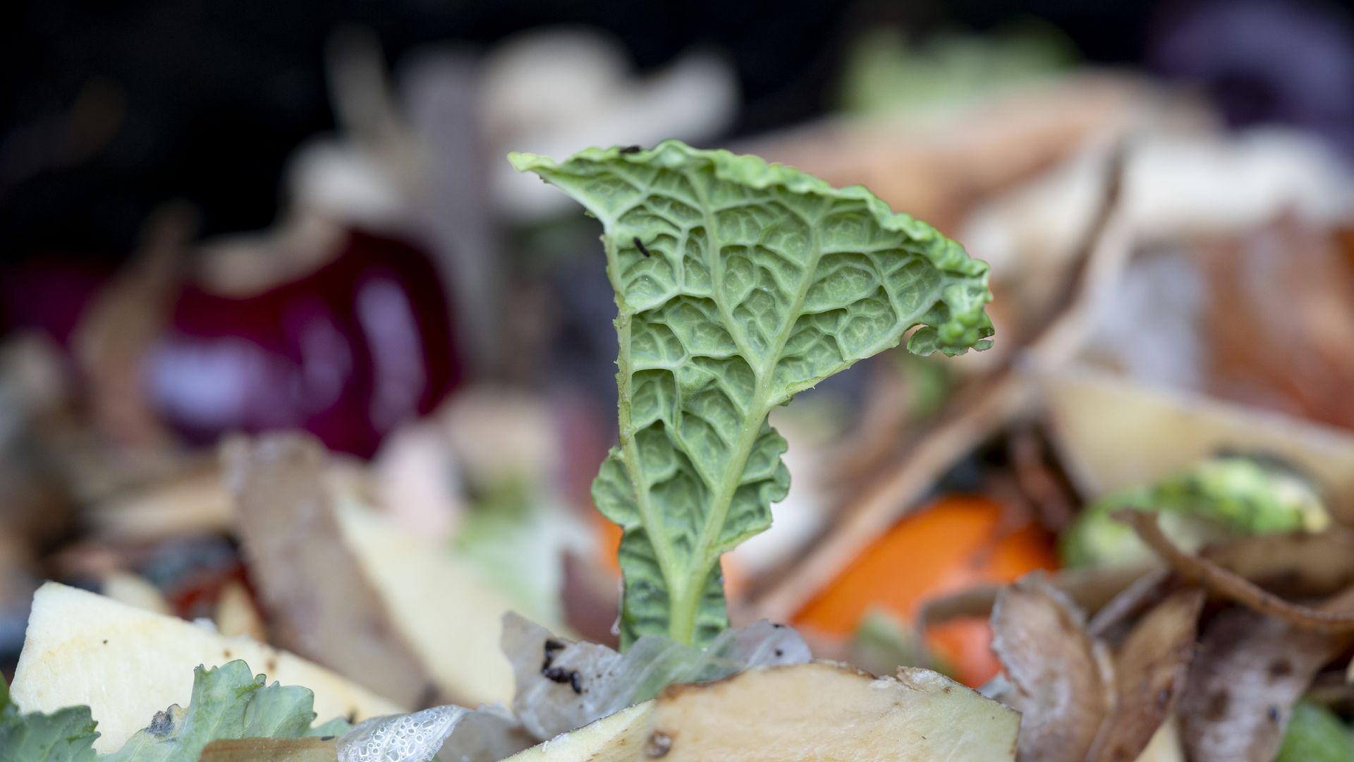 Inside a compost bin. 