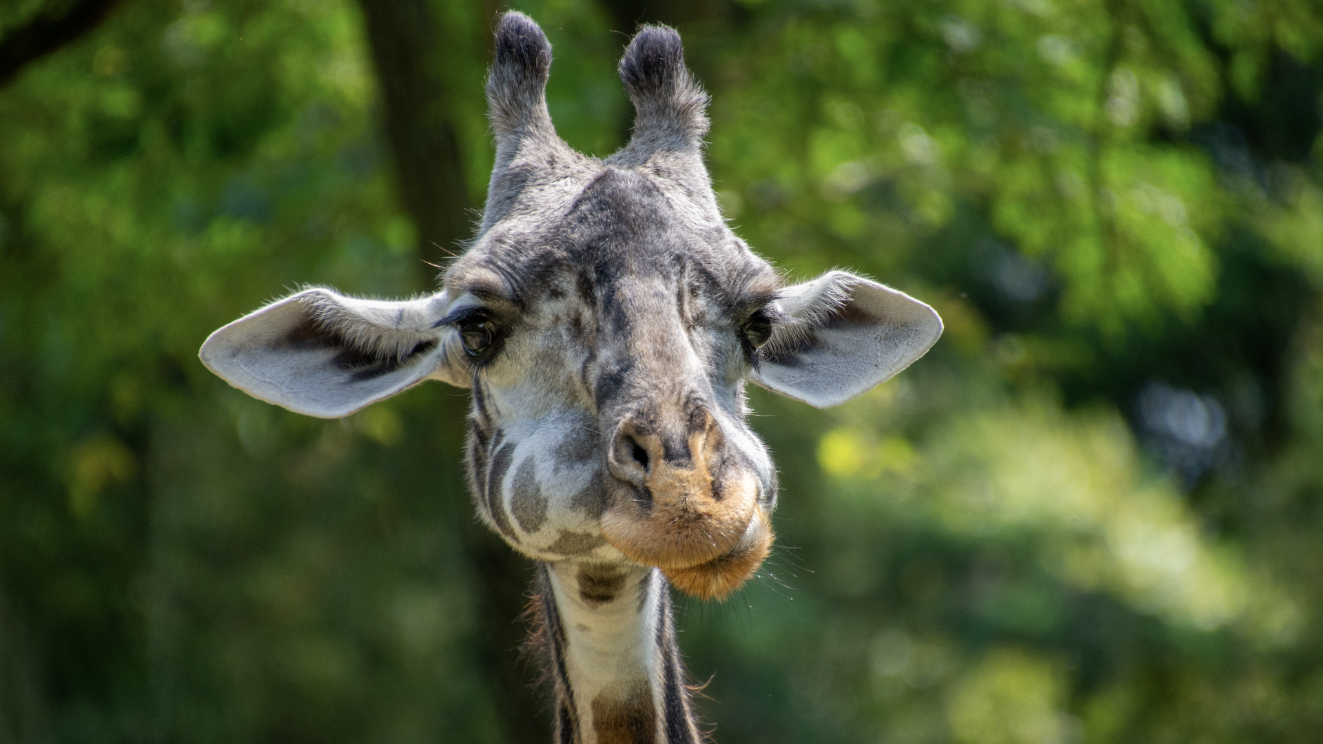 Close-up of a giraffe's head and neck, showing its long ears, two horn-like ossicones, and mottled gray-brown fur, set against a blurred green woodland background.