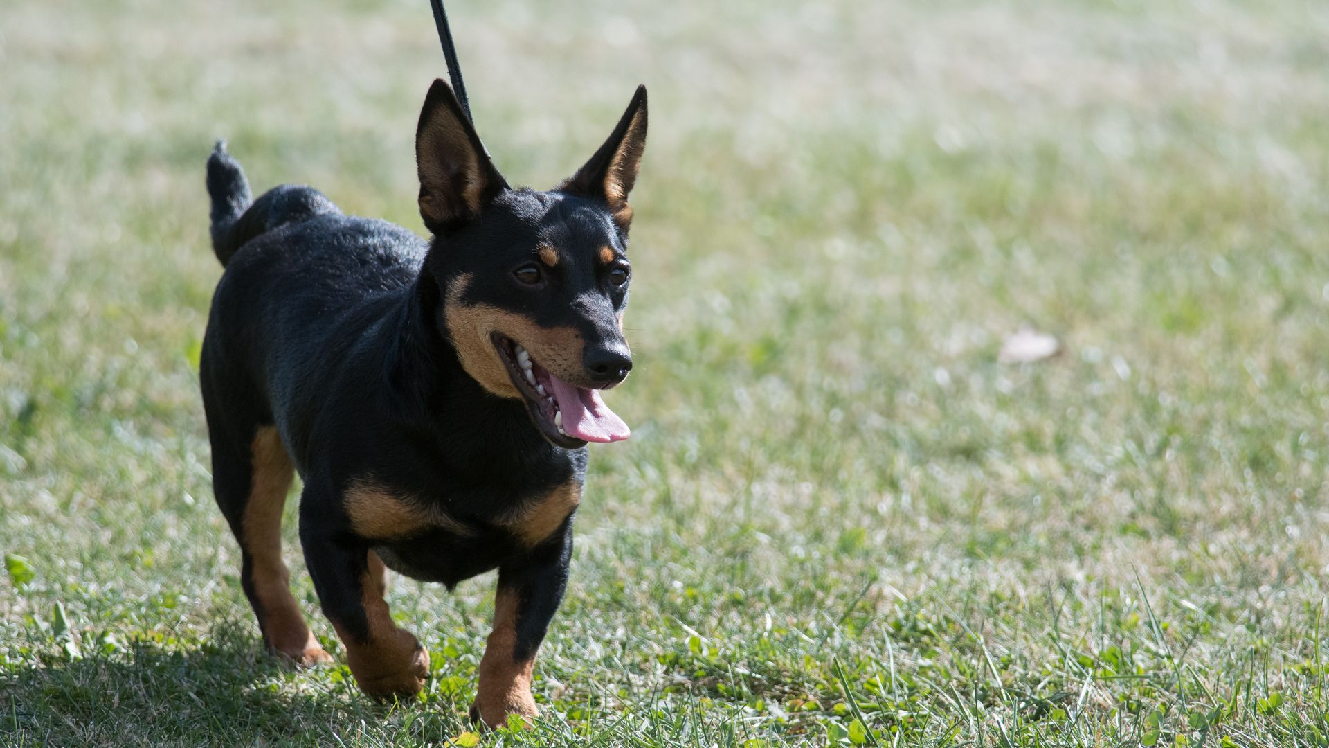 A black dog with some brown fur is walked on a leash on grass.