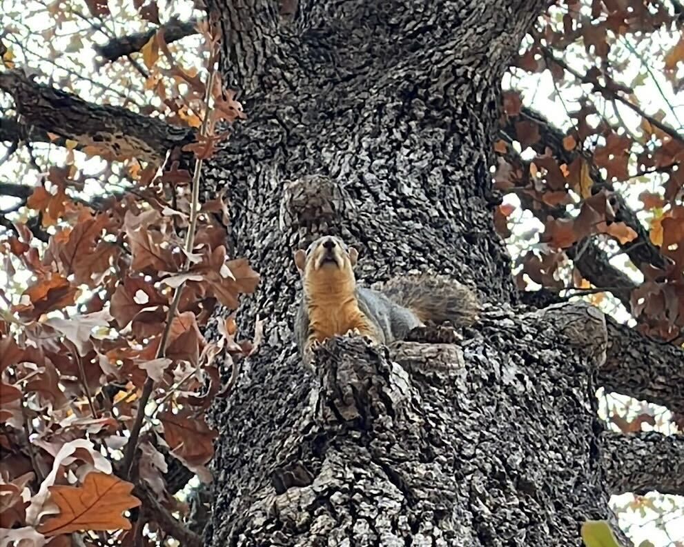 A squirrel climbs a tree with leaves around him