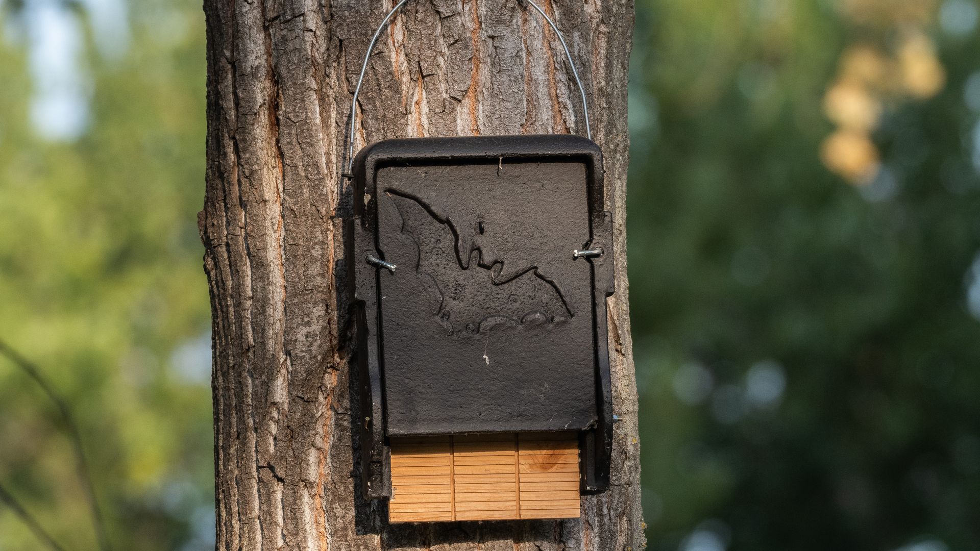 A small bat box mounted on a tree is black and has the imprint of a bat on it. Blurred green trees sit in the background.