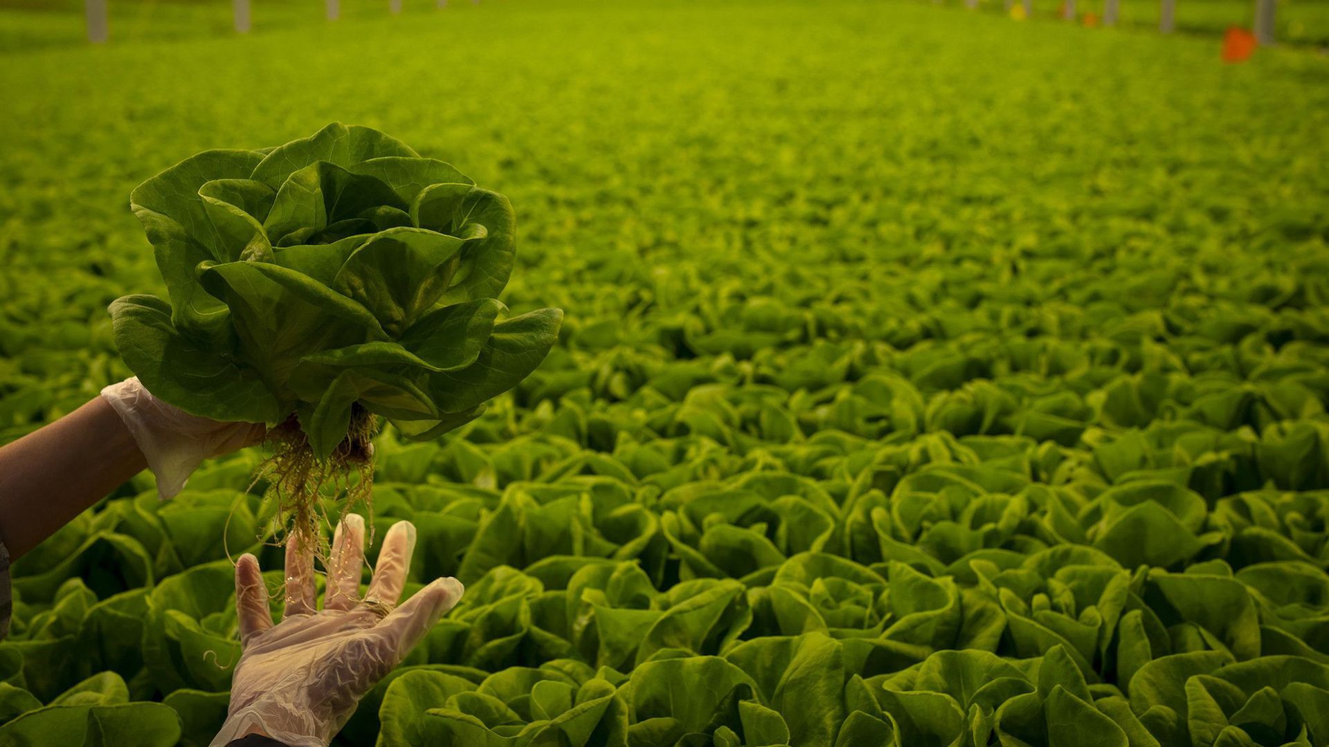 A gloved hand holds a bunch of fresh green lettuce in the foreground, with rows of lettuce in a large greenhouse fading into the distance.