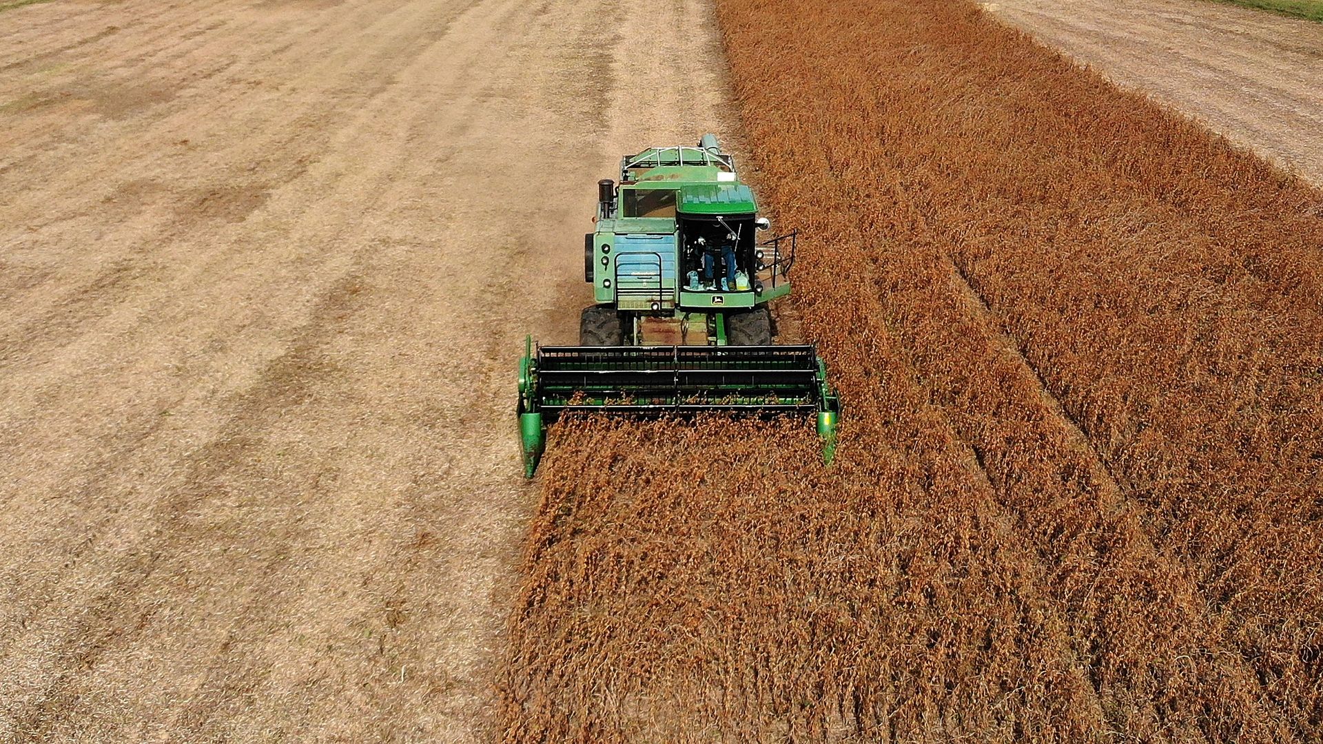 Soybean crops in Maryland