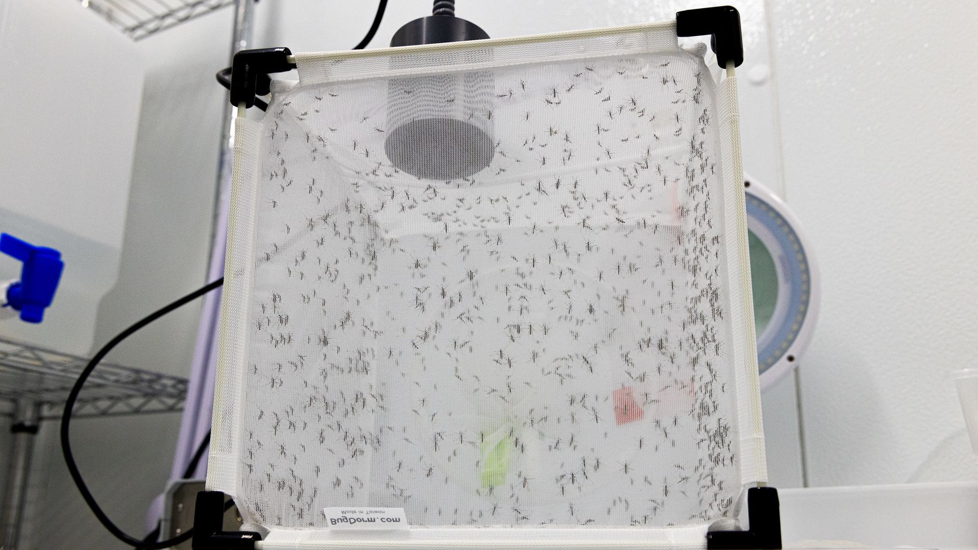 Mosquitoes up against netting.