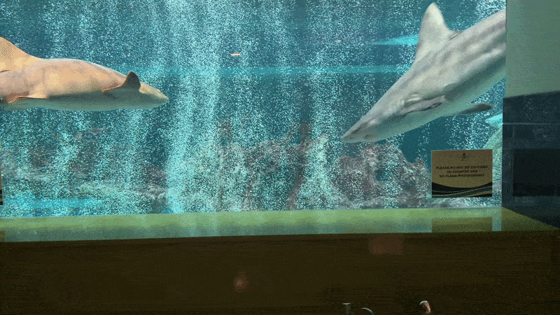 A gif of sharks swimming in an aquarium inside a public restroom.