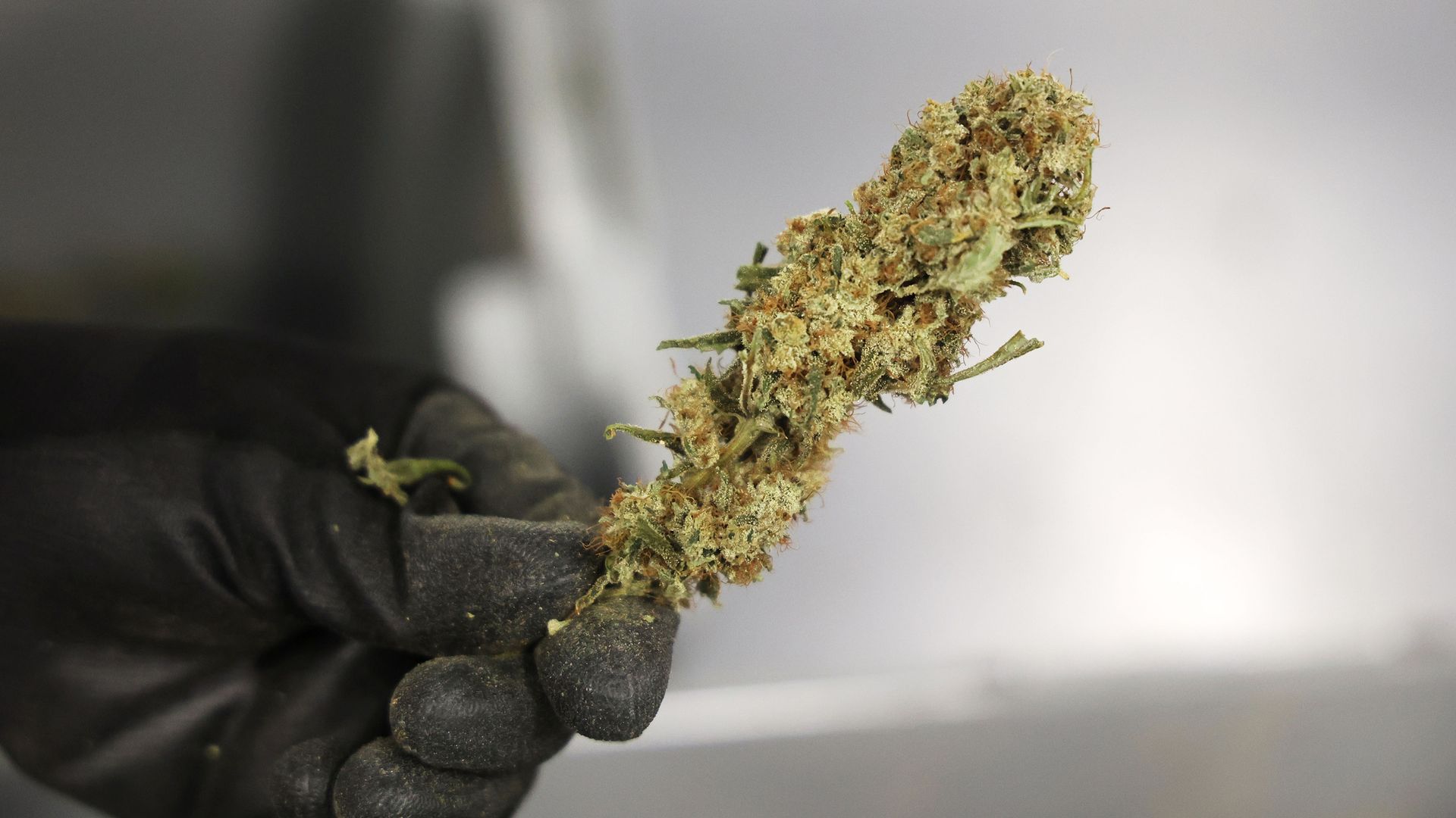 A gloved black hand holding a green marijuana plant. 