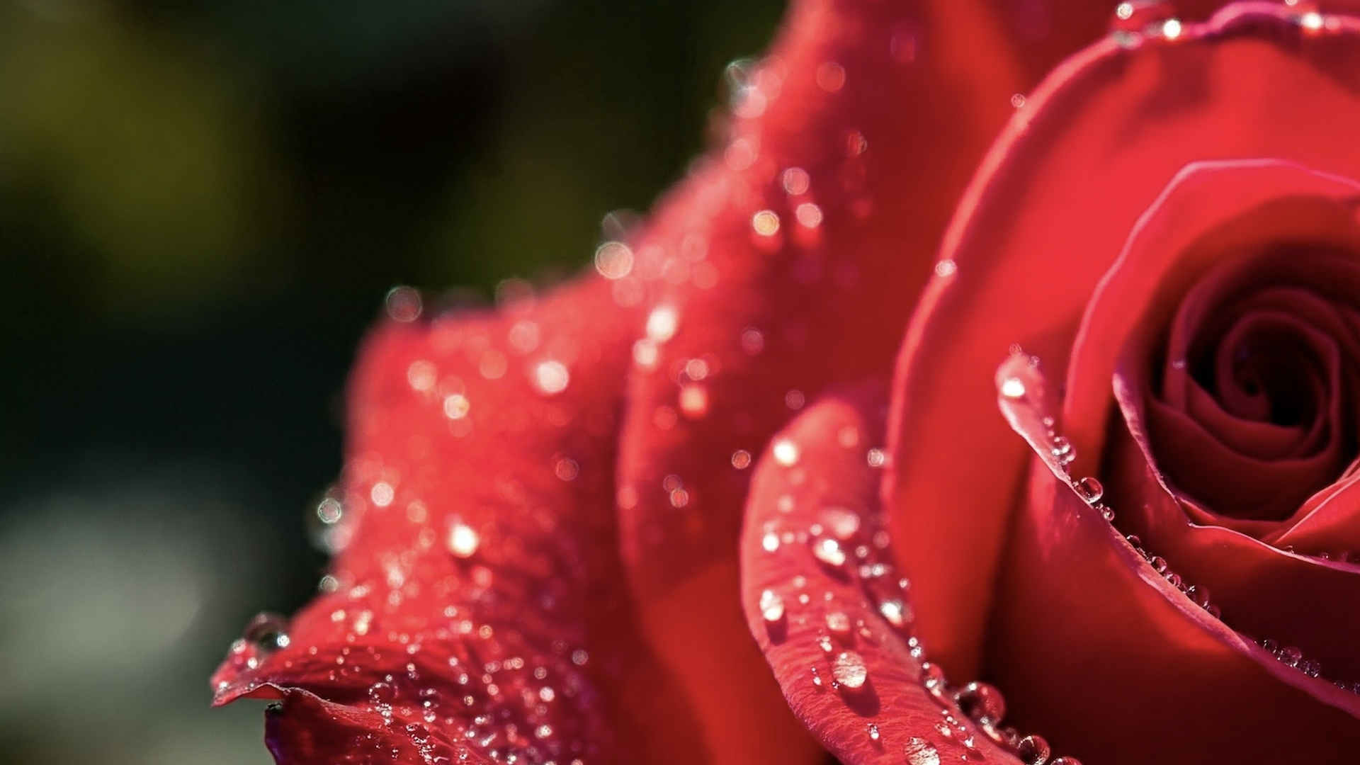 An Ai-generated image of a rose glistening with water drops created by Google's Imagen 3 engine