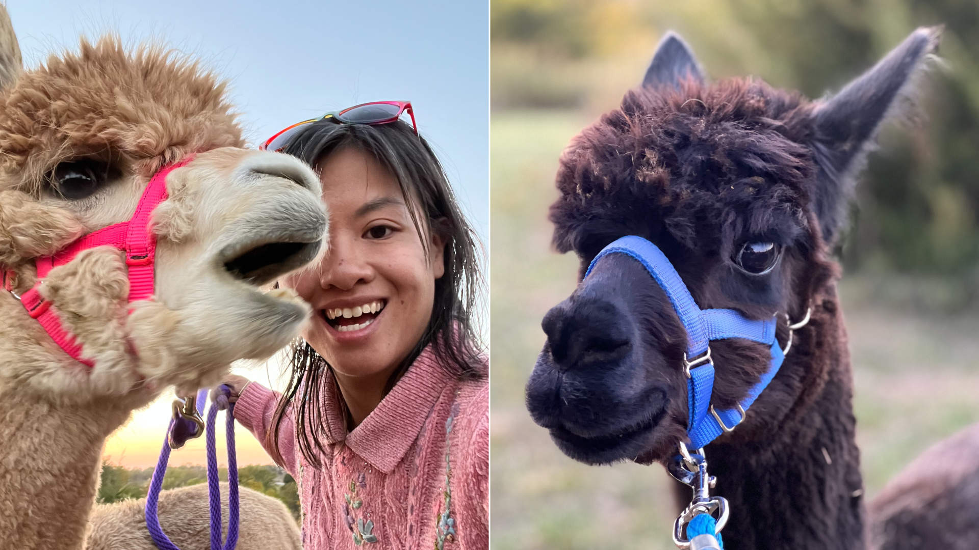 Linh with alpacas