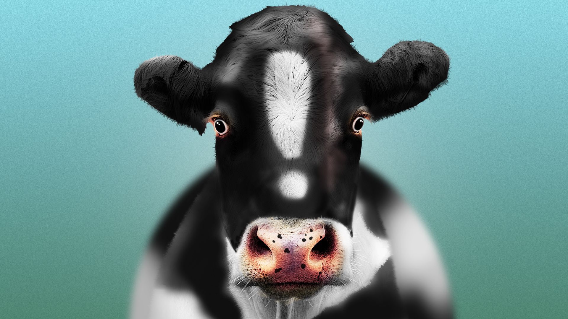 Illustration of a cow with an exclamation mark on its head