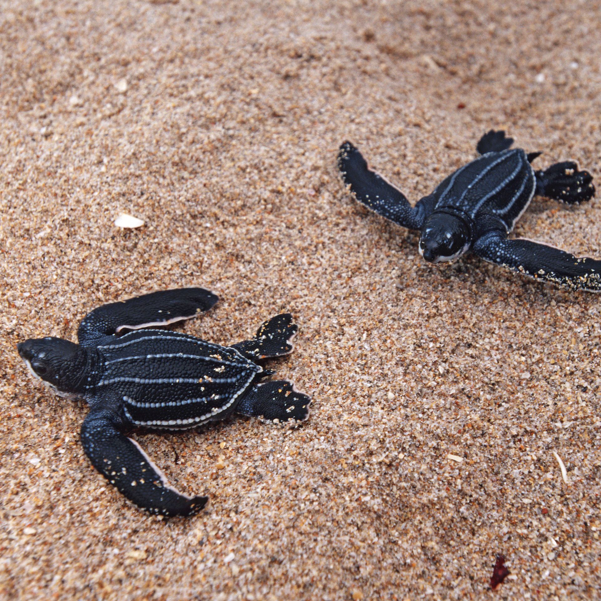 Two small, dark sea turtles crawl on sand. 