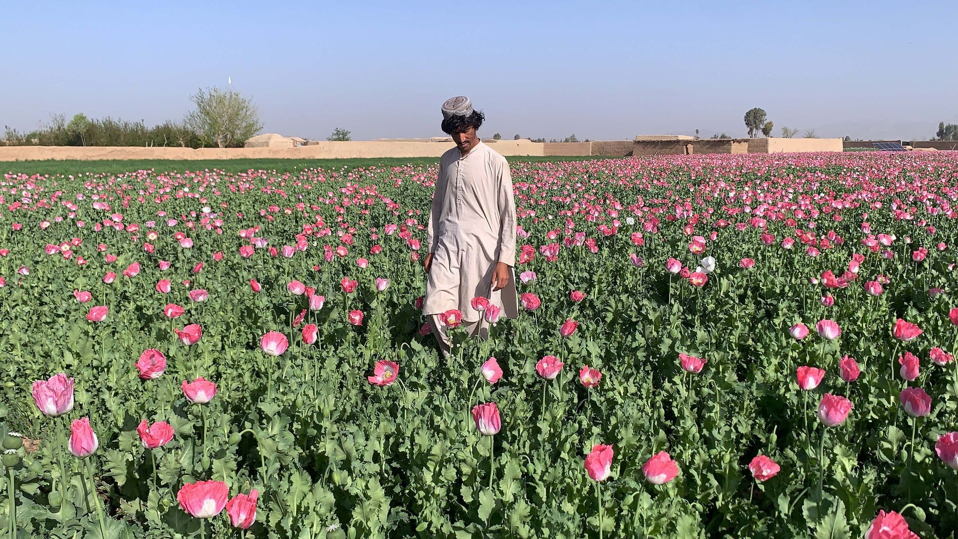 poppy field in Afghanistan