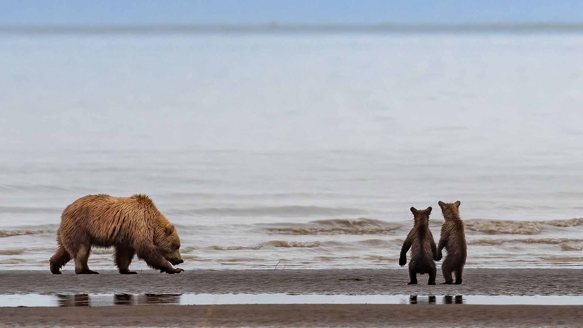 Two grizzly bear cubs appear gazing out onto the vast inlet as their mother hunts for clams buried on the sandy beach in Alaska.