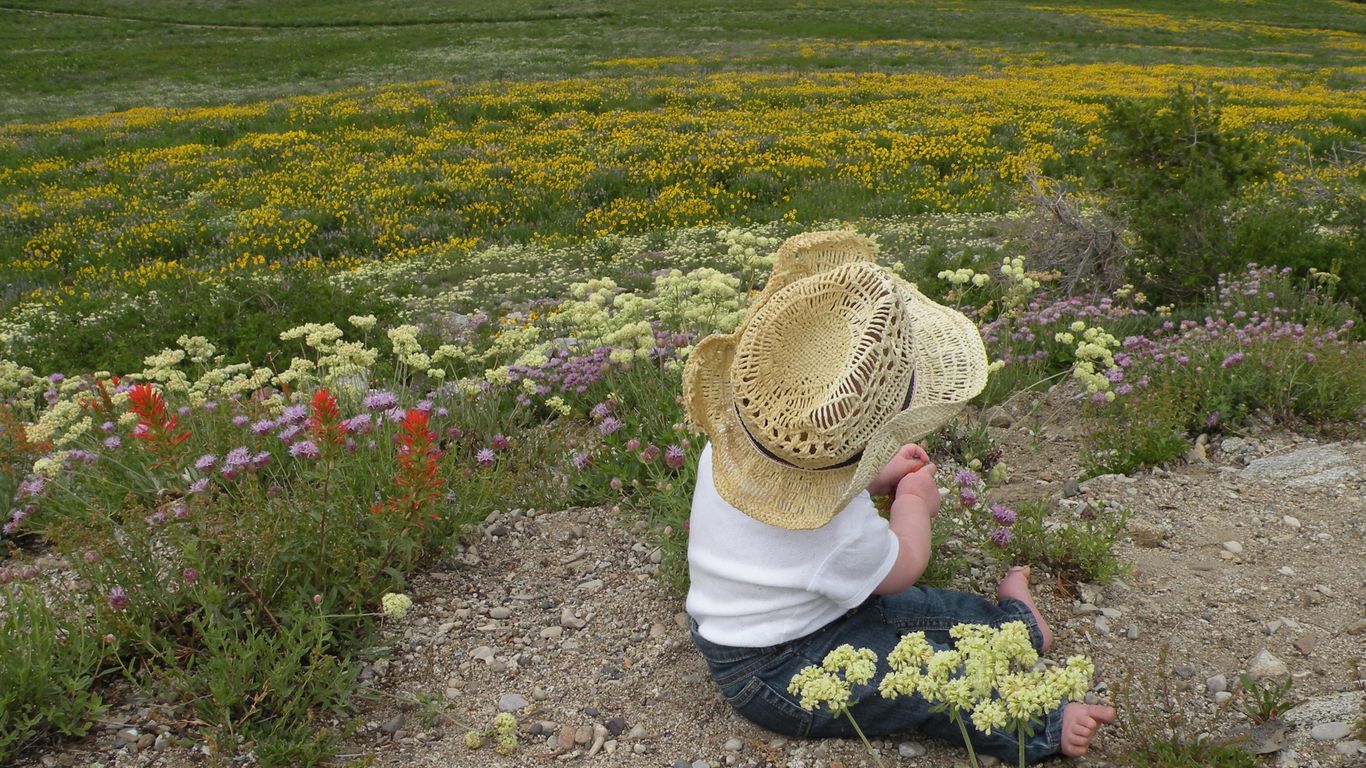 Utah's wildflower season was early and short — and visitors didn't help