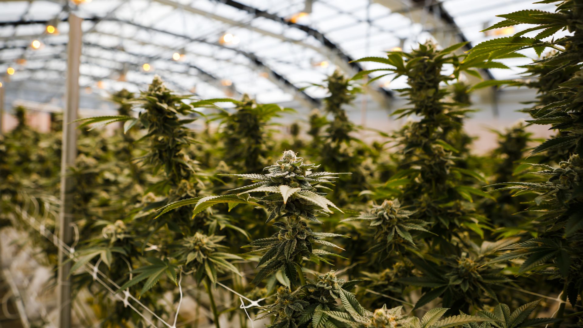 A row of green plants growing in a greenhouse. 
