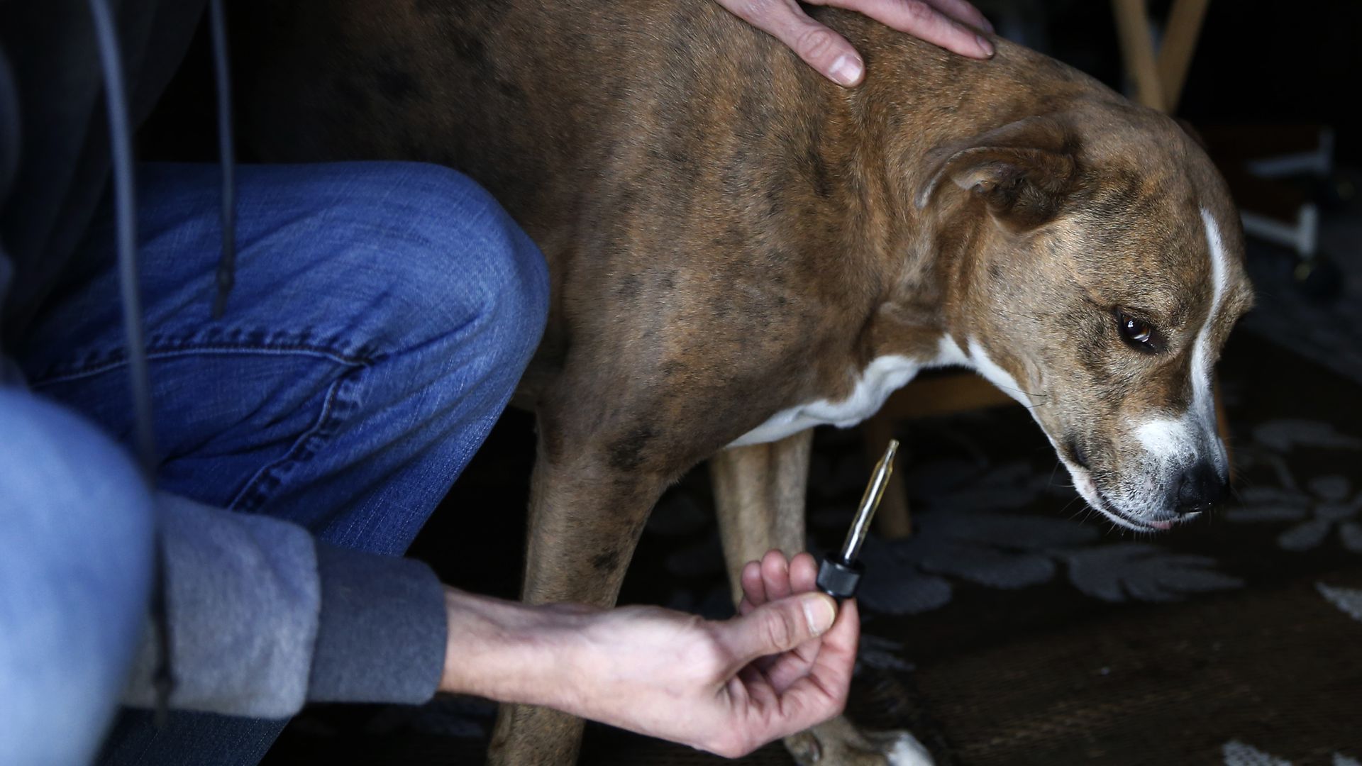 A person kneels next to a dog to give them a CBD tincture