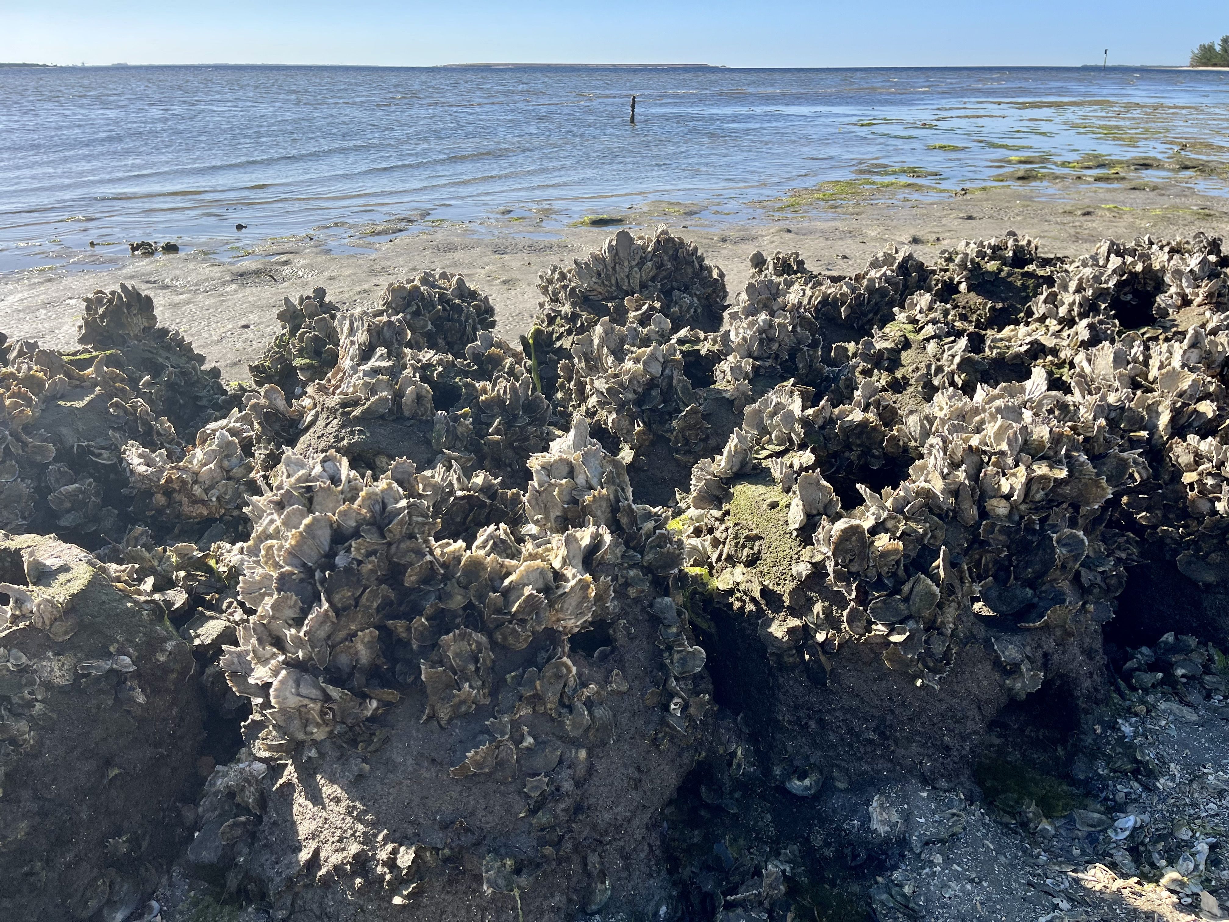 A cluster of oyster reefs. 