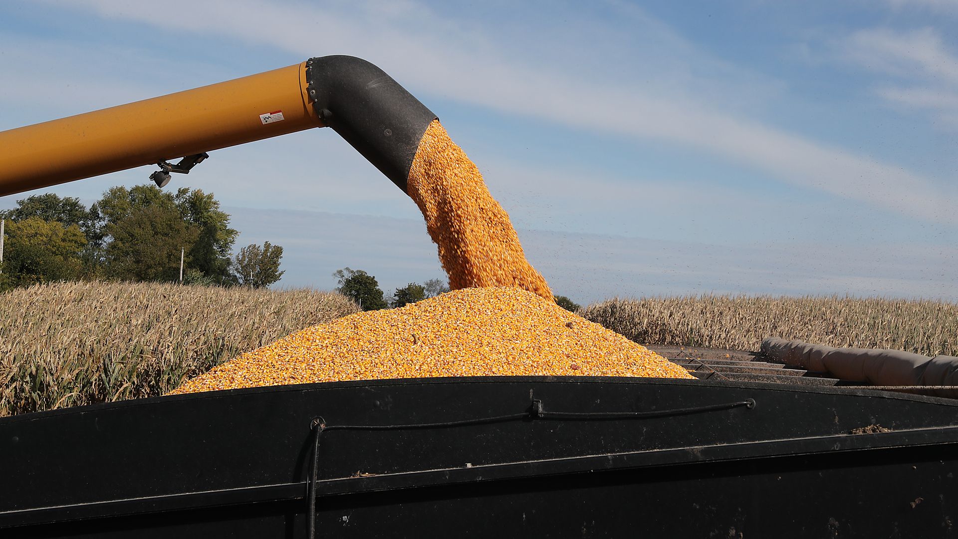 Harvested corn.