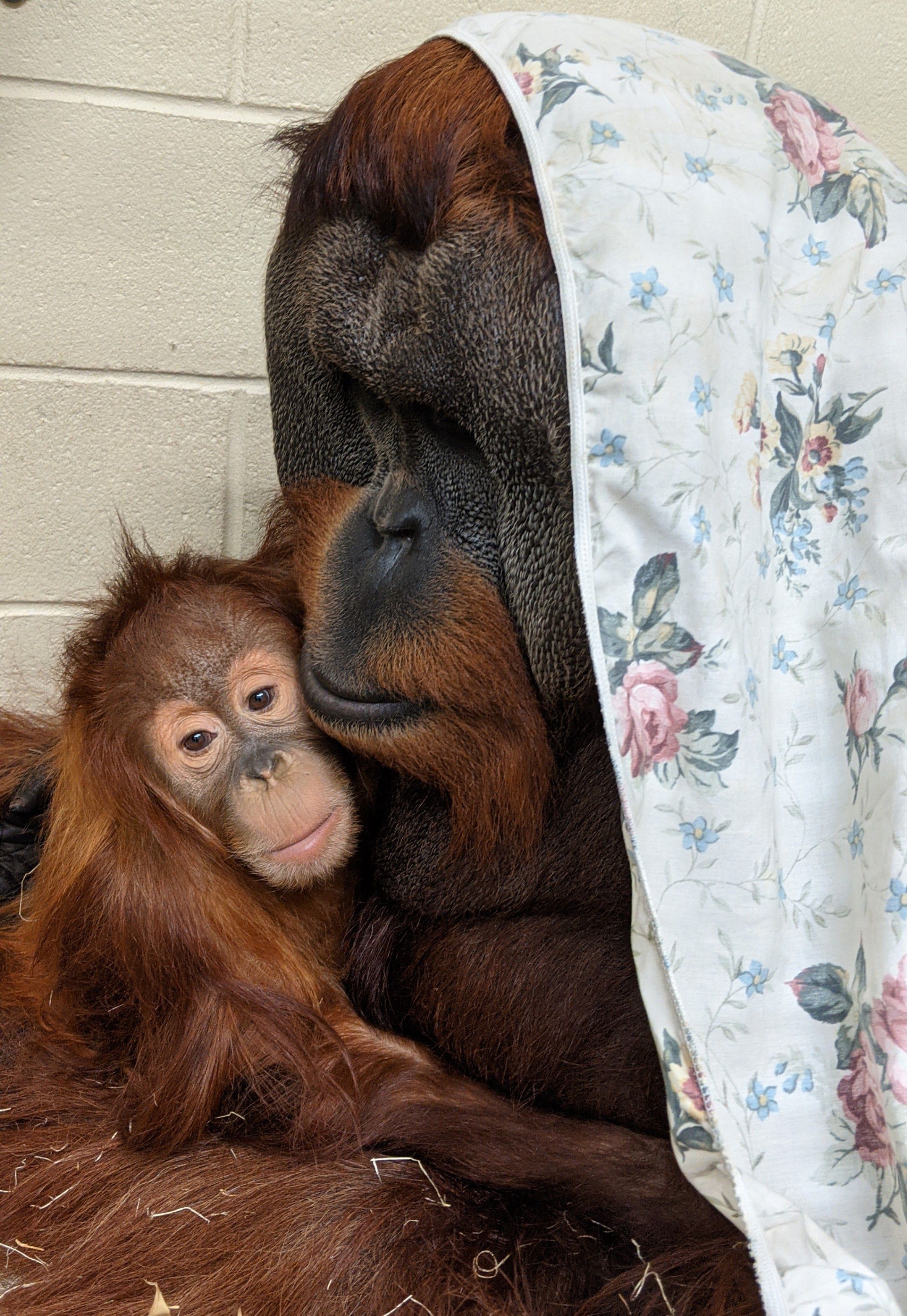 A photo of Berani, a large orangutan, with a blanket draped on his head while holding his young orangutan daughter.