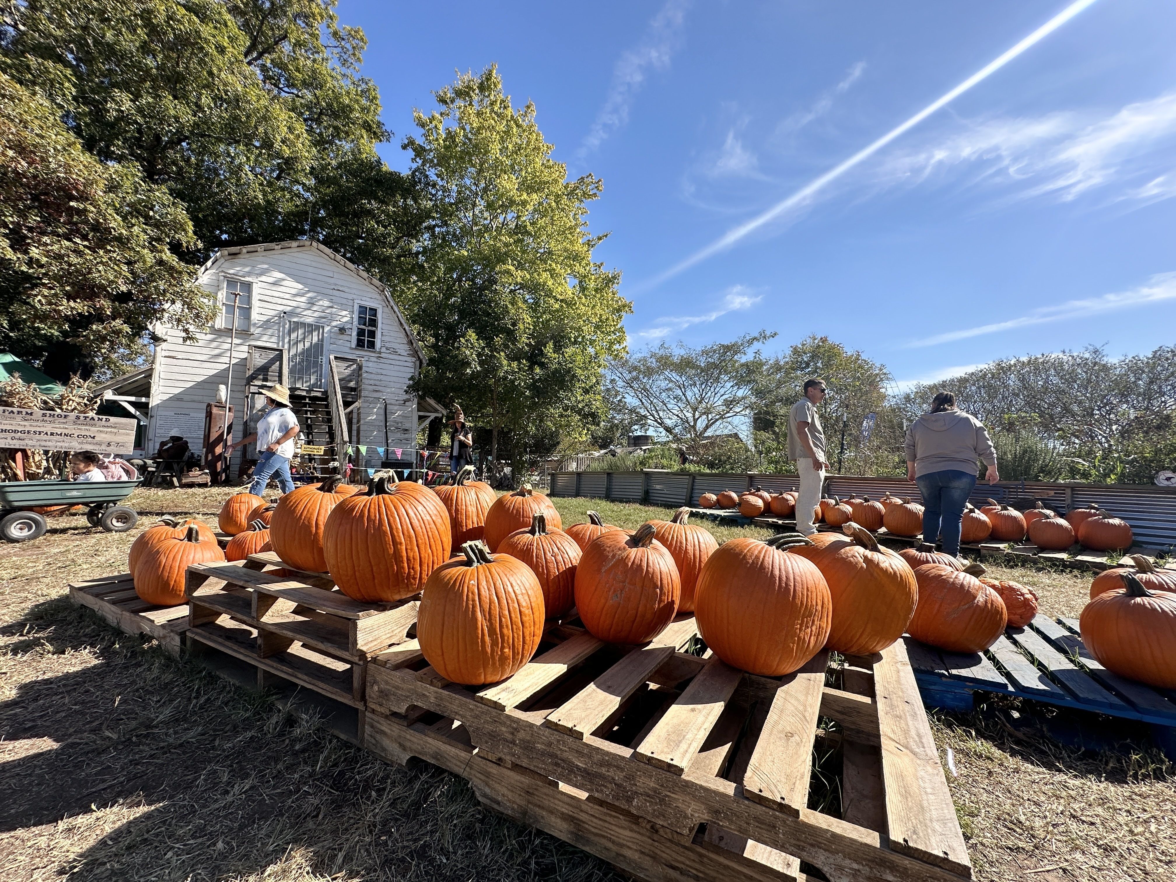 Bright orange pumpkins displayed on wooden pallets outdoors at a farm stand on a sunny day with blue sky and scattered clouds, people walking and a white barn in the background.