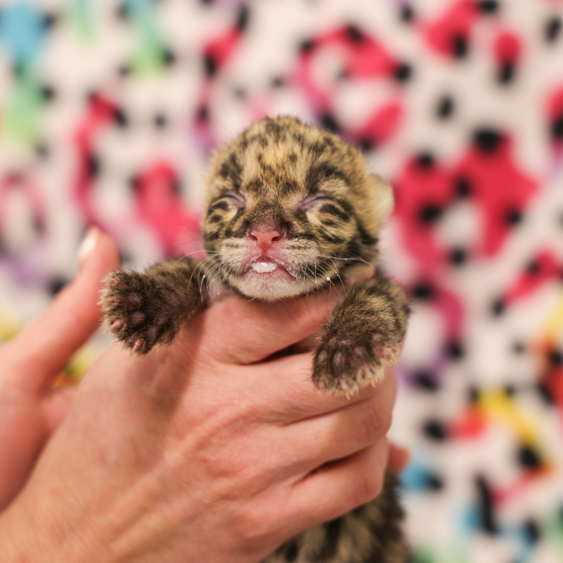 Nashville Zoo welcomes clouded leopard cub - Axios Nashville