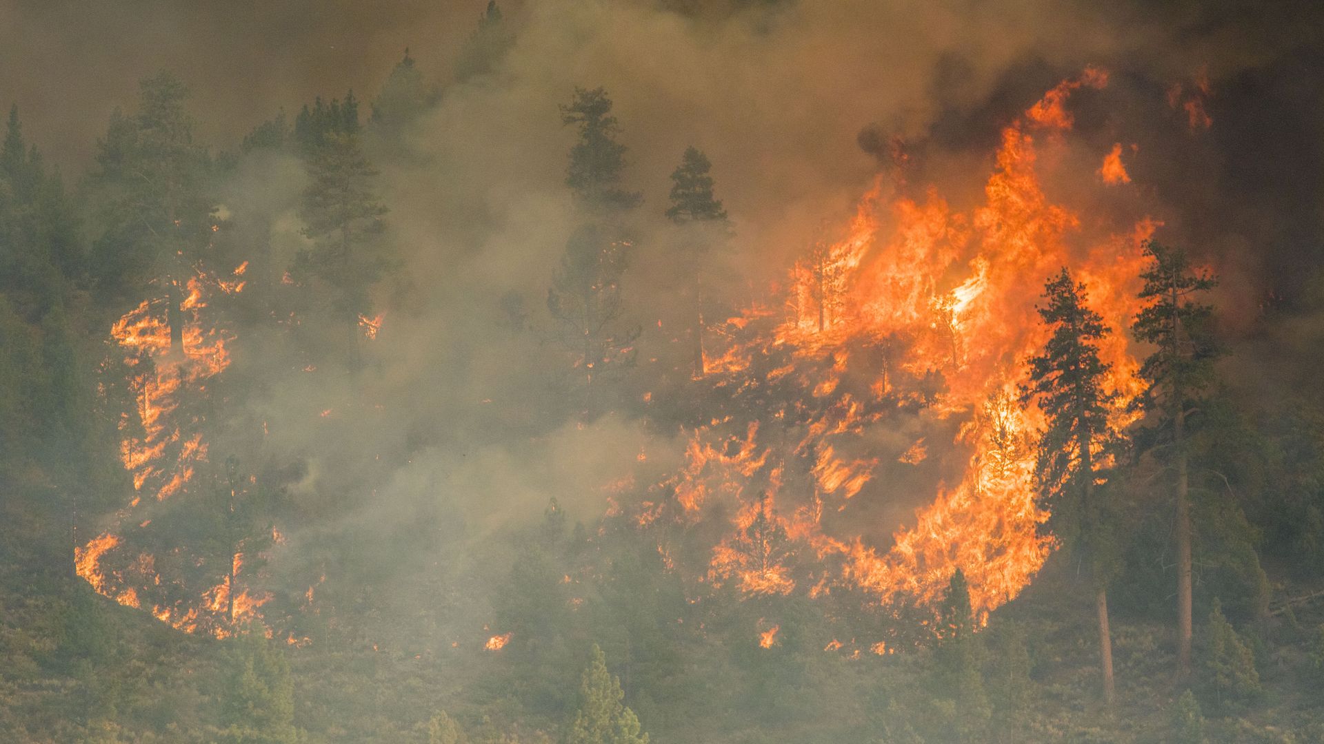 Fire engulfs trees at the Tamarack fire. Photo: Ty O'Neil/SOPA Images/LightRocket via Getty Images
