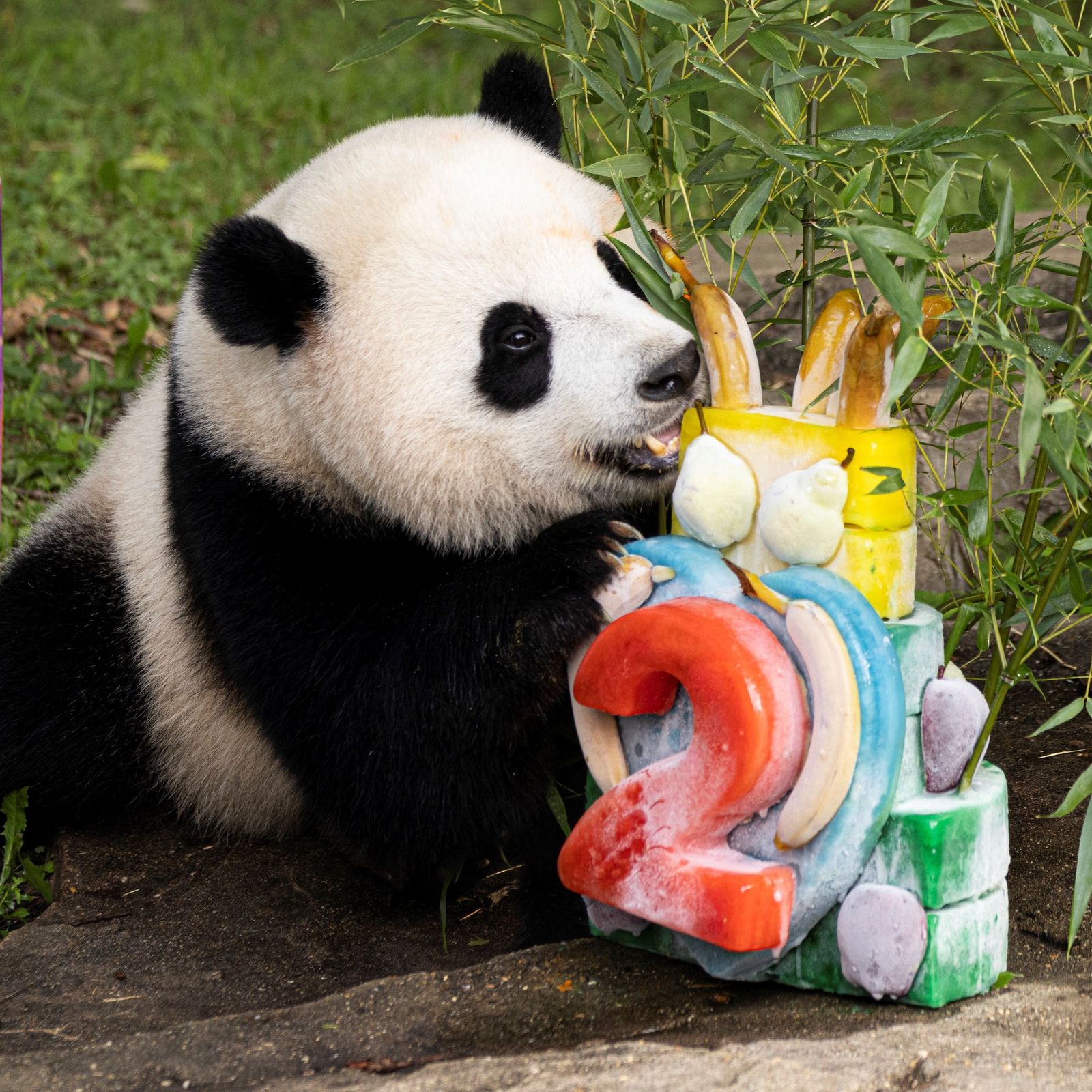 4個 村上隆 パズル Pandas in the Cherry Orchard!