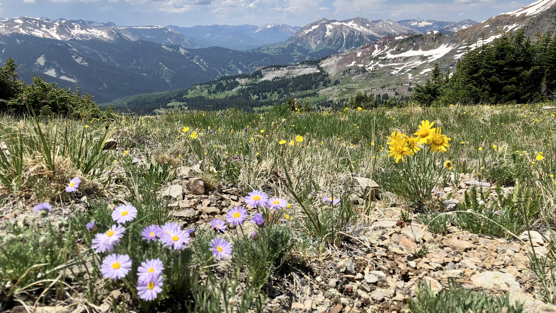 Wildflowers atop Scarp Ridge outside Crested Butte in 2019. Photo: John Frank/Axios