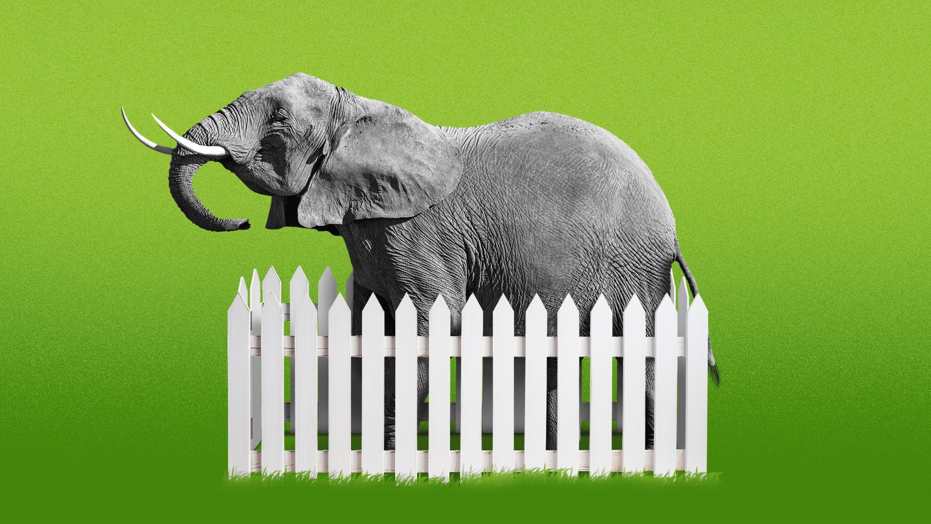 Illustration of a defiant elephant in the middle of a white picket fence enclosure