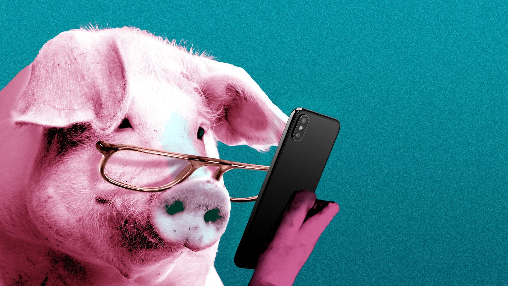 Illustration of a pig wearing glasses and reading the news on its phone.