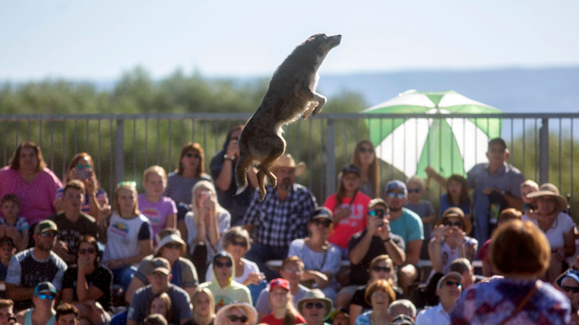 A dog jumps high in the air in front of a crowd during a herding competition.