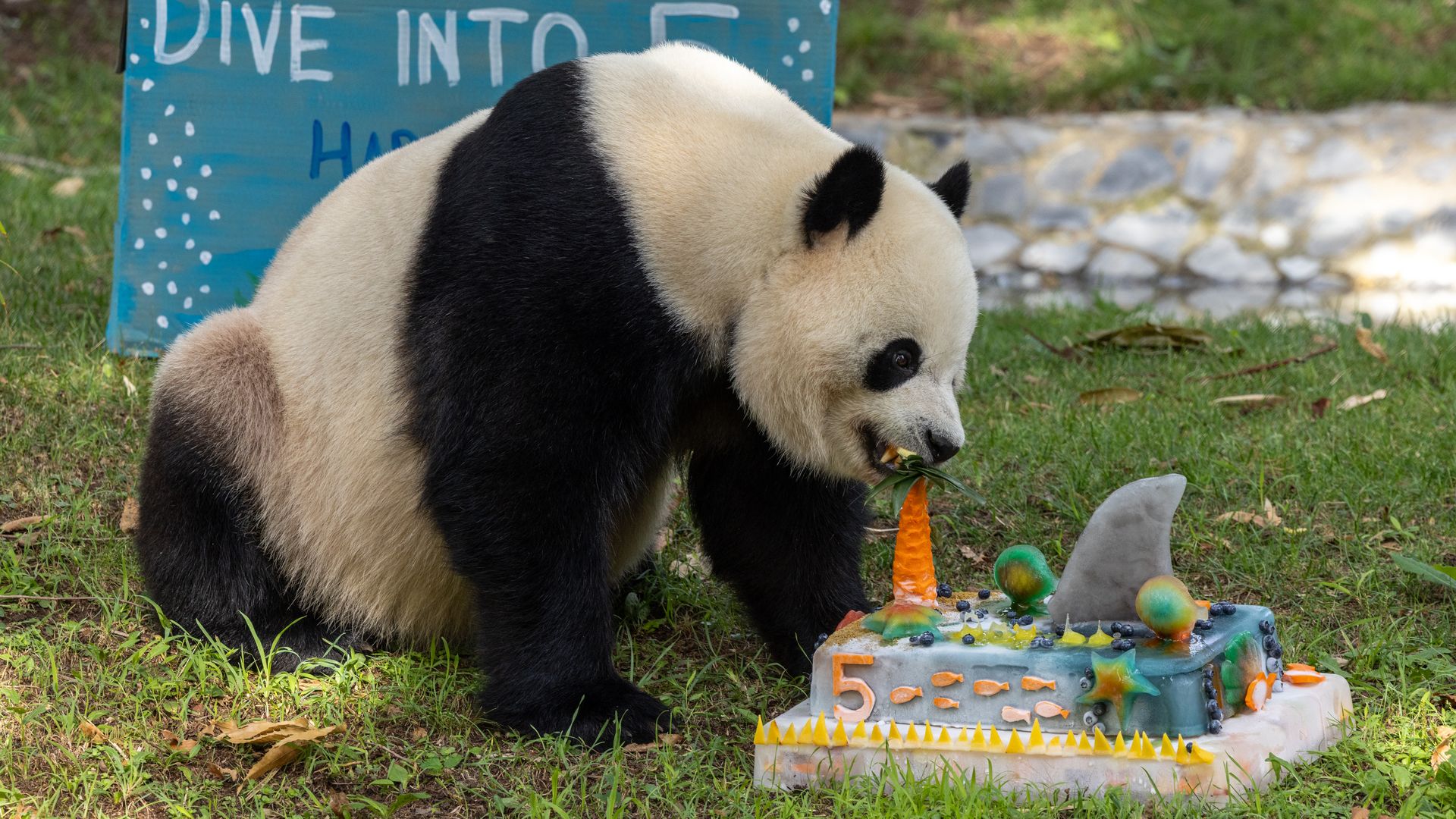 A panda sits on grass beside a teal sign reading "DIVE INTO" (partially visible), nibbling an orange carrot near a colorful sea-themed birthday cake.