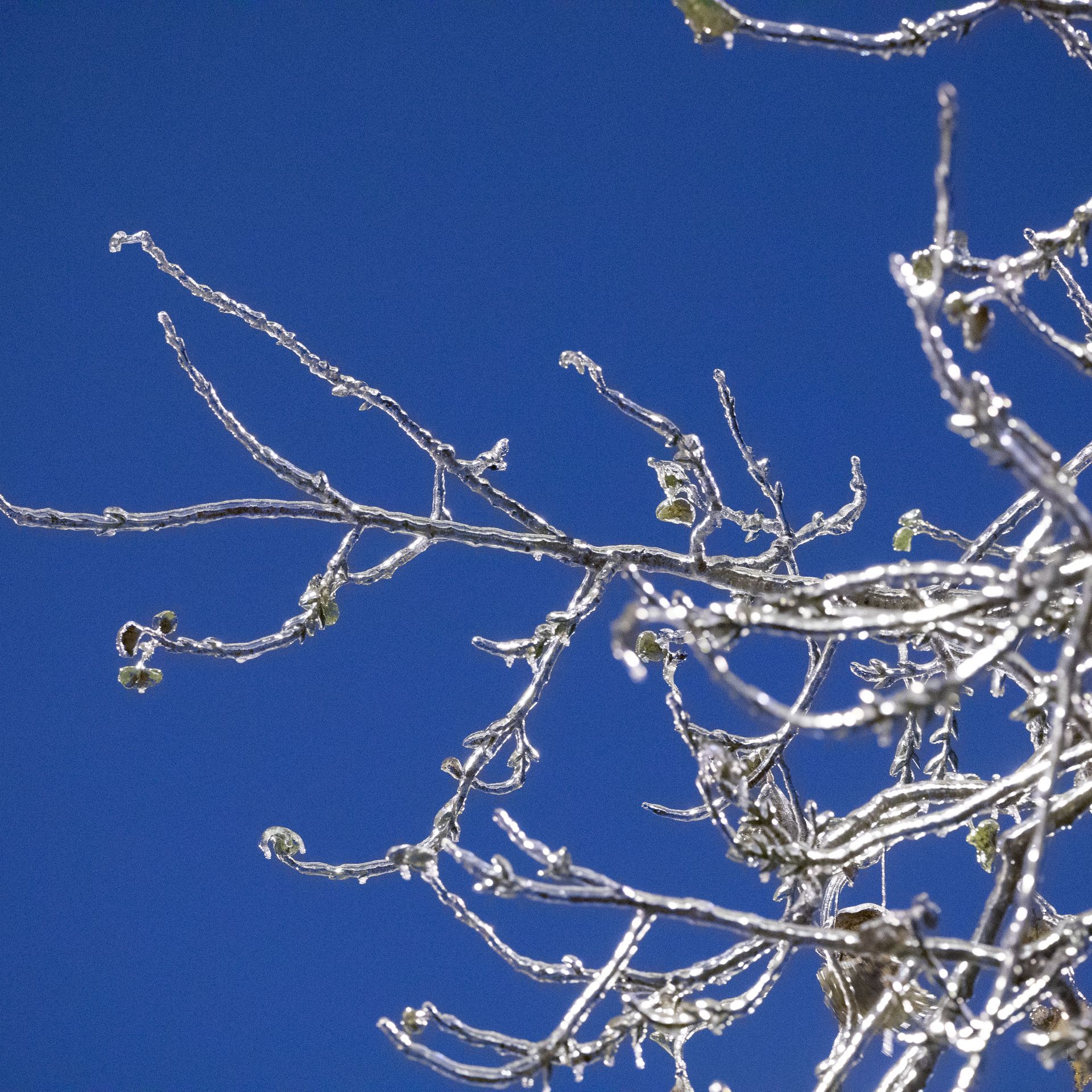 An iced over branch hangs in the air.