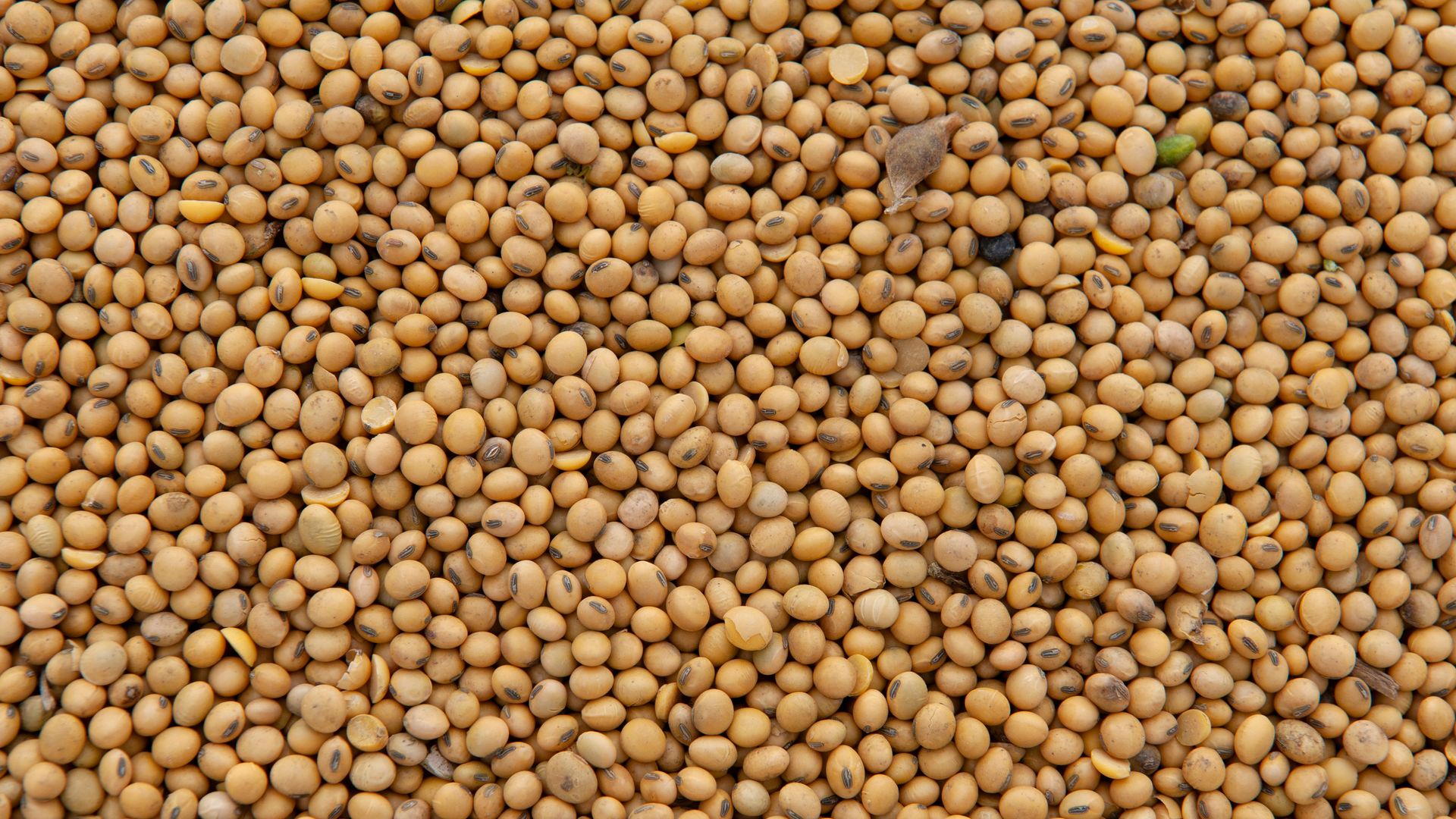 Harvested soybeans in the bed of a grain truck on a farm near Gregory, Arkansas, US, on Friday, Oct. 24, 2025. Soybean futures edged higher after US President Donald Trump expressed optimism on striking a deal with China, fueling hopes that the world's largest buyer of the oilseed might soon resume 