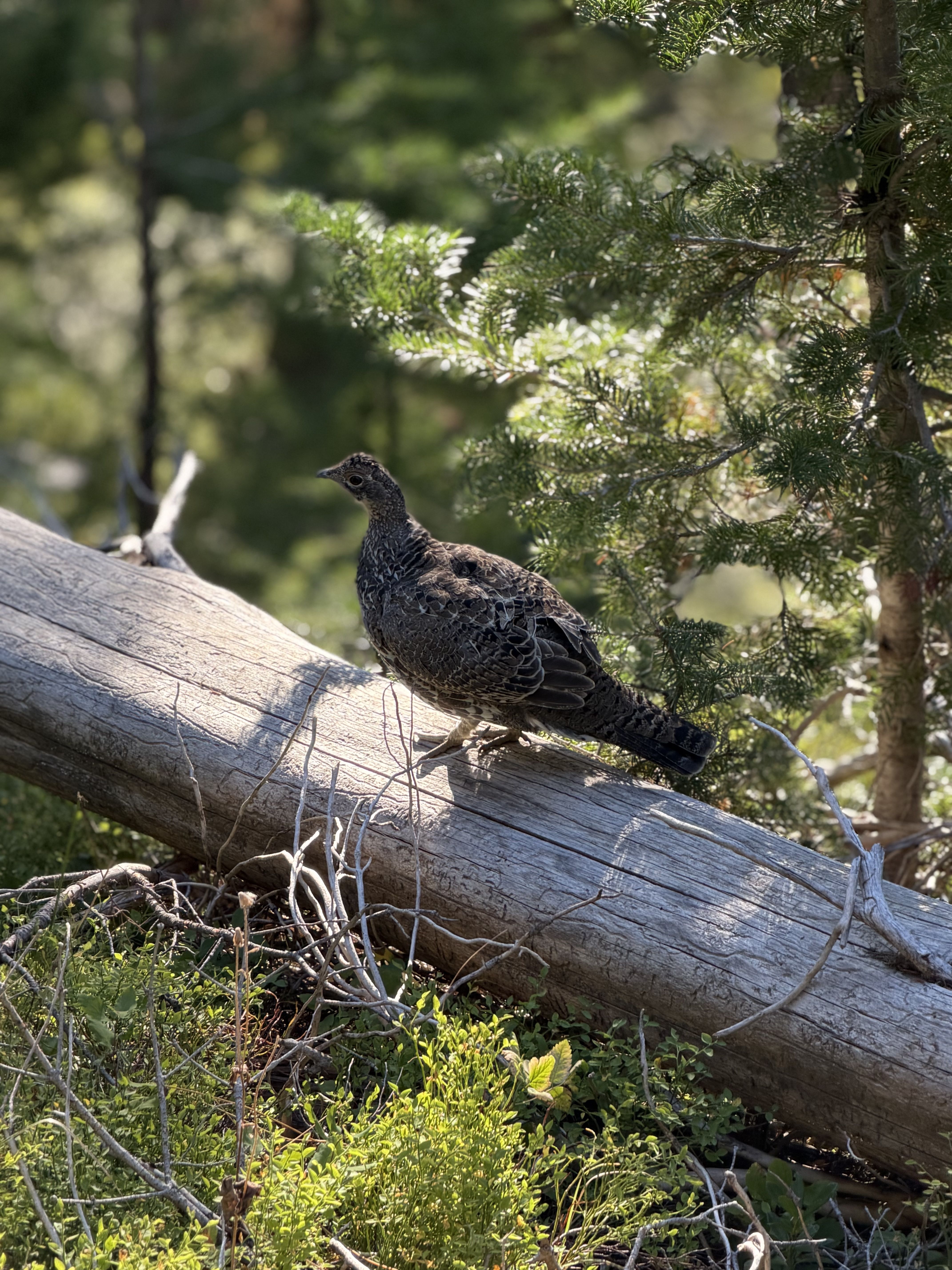 A dark, speckled bird perched on a weathered log in a sunlit evergreen forest, surrounded by green shrubs and pine branches.