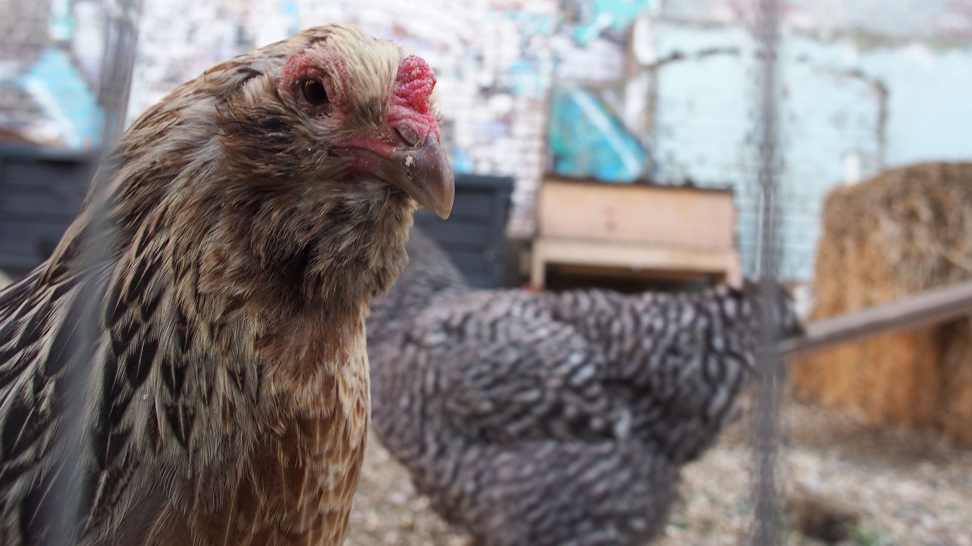 A live chicken