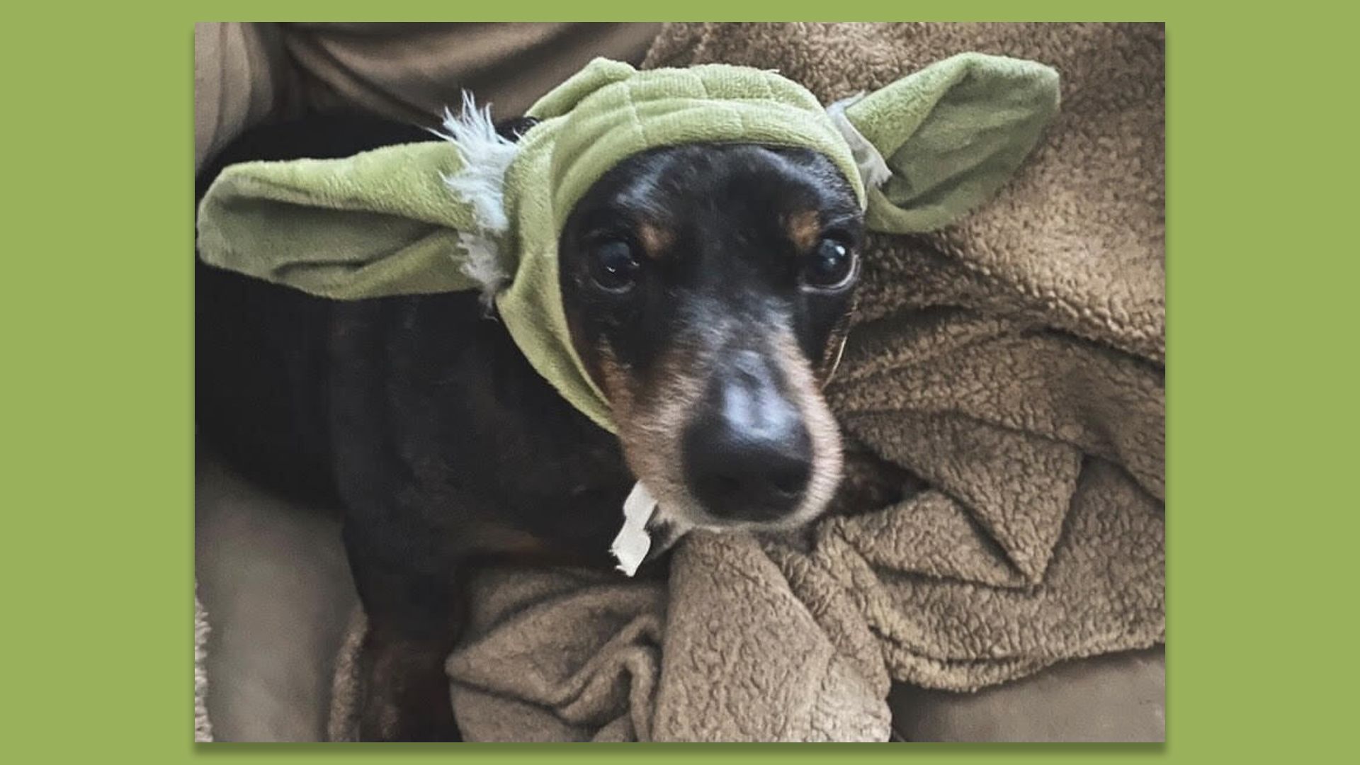 A photo of a dog in a Yoda costume.