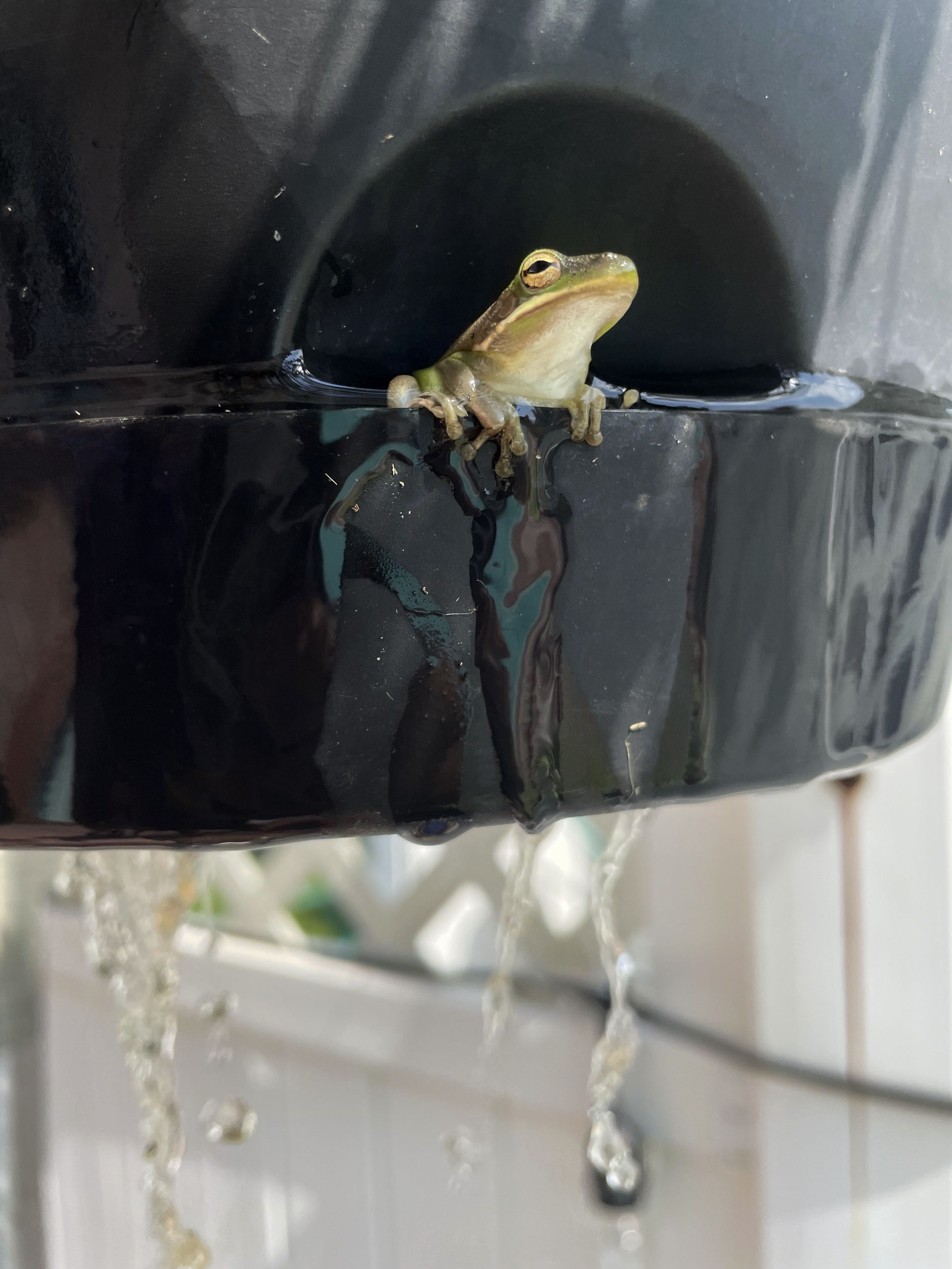 A tiny frog sits in the bottom of a hanging planter as it is watered during an extended heat wave in Harahan, La., Sunday, Aug. 20, 2023.